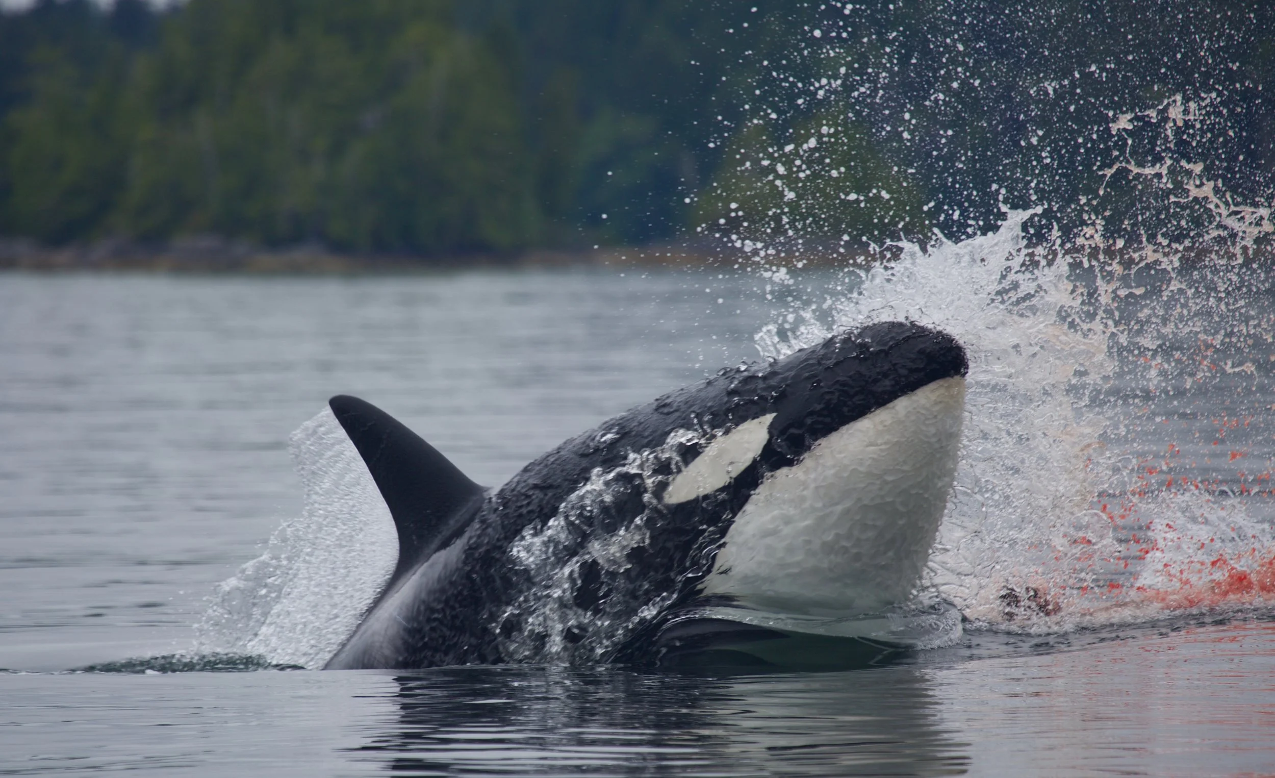 Tofino Whale Watching Tour
