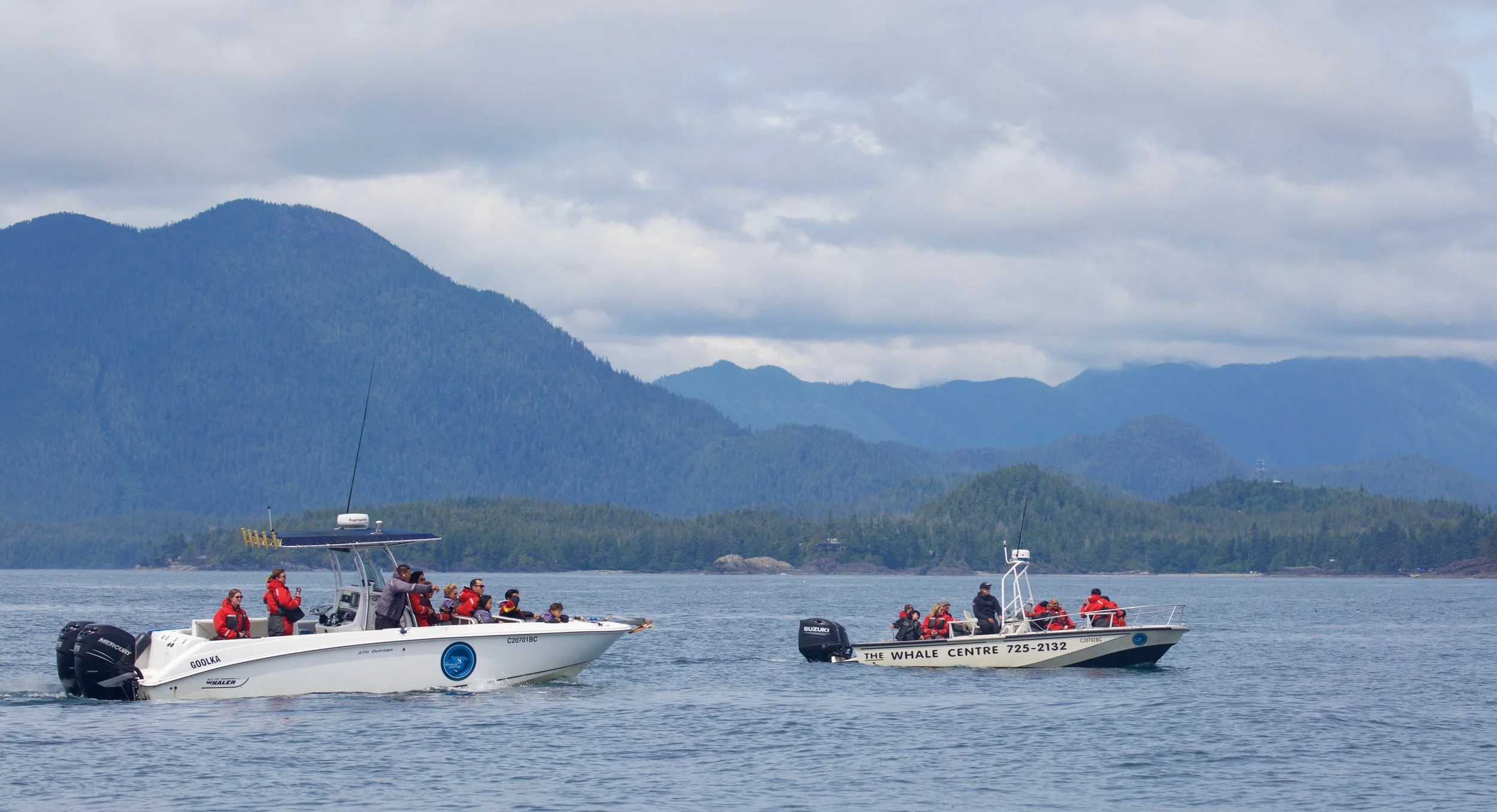 Tofino Whale Watching Tour
