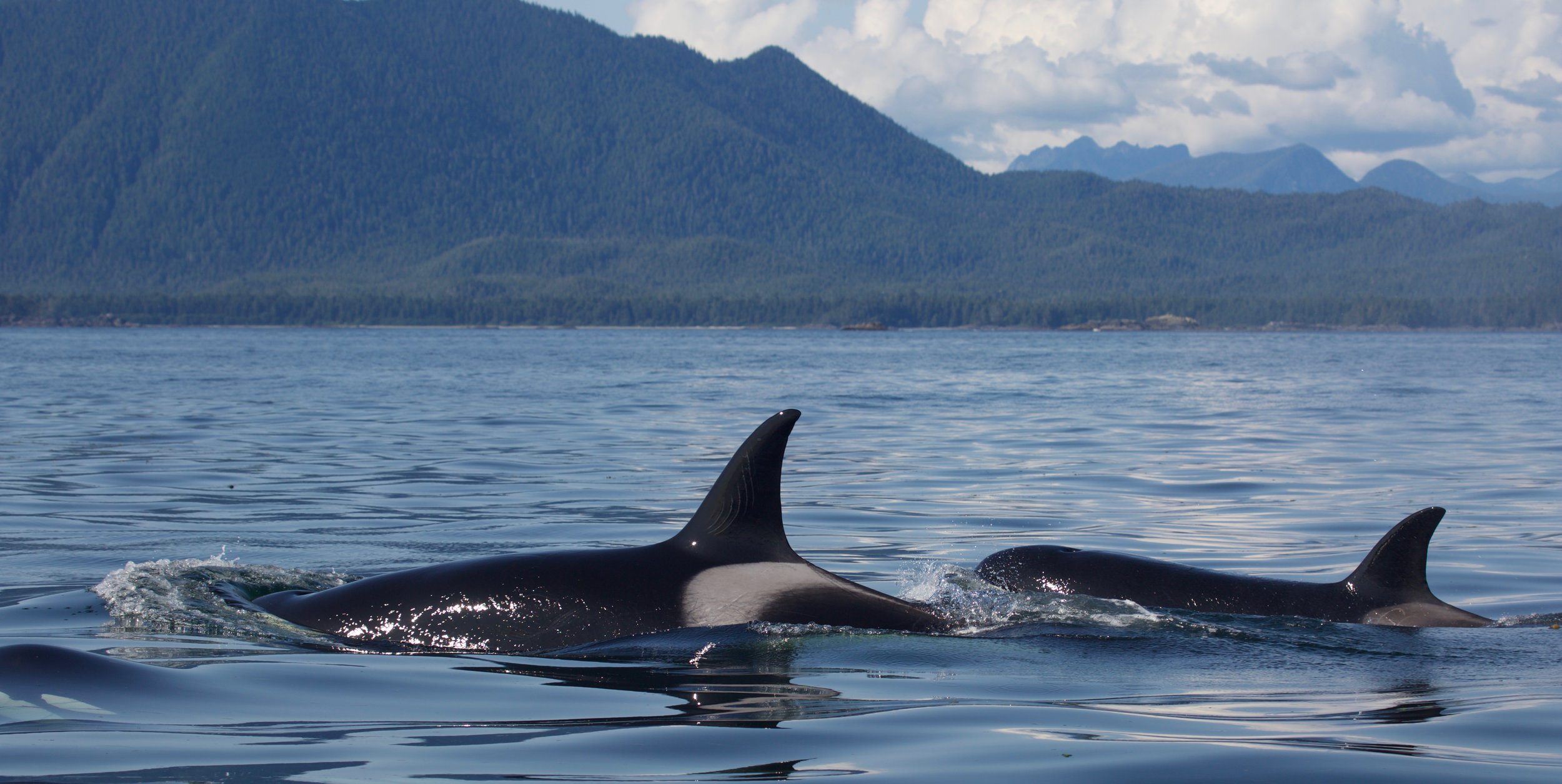 Whale Watching Tour, Tofino