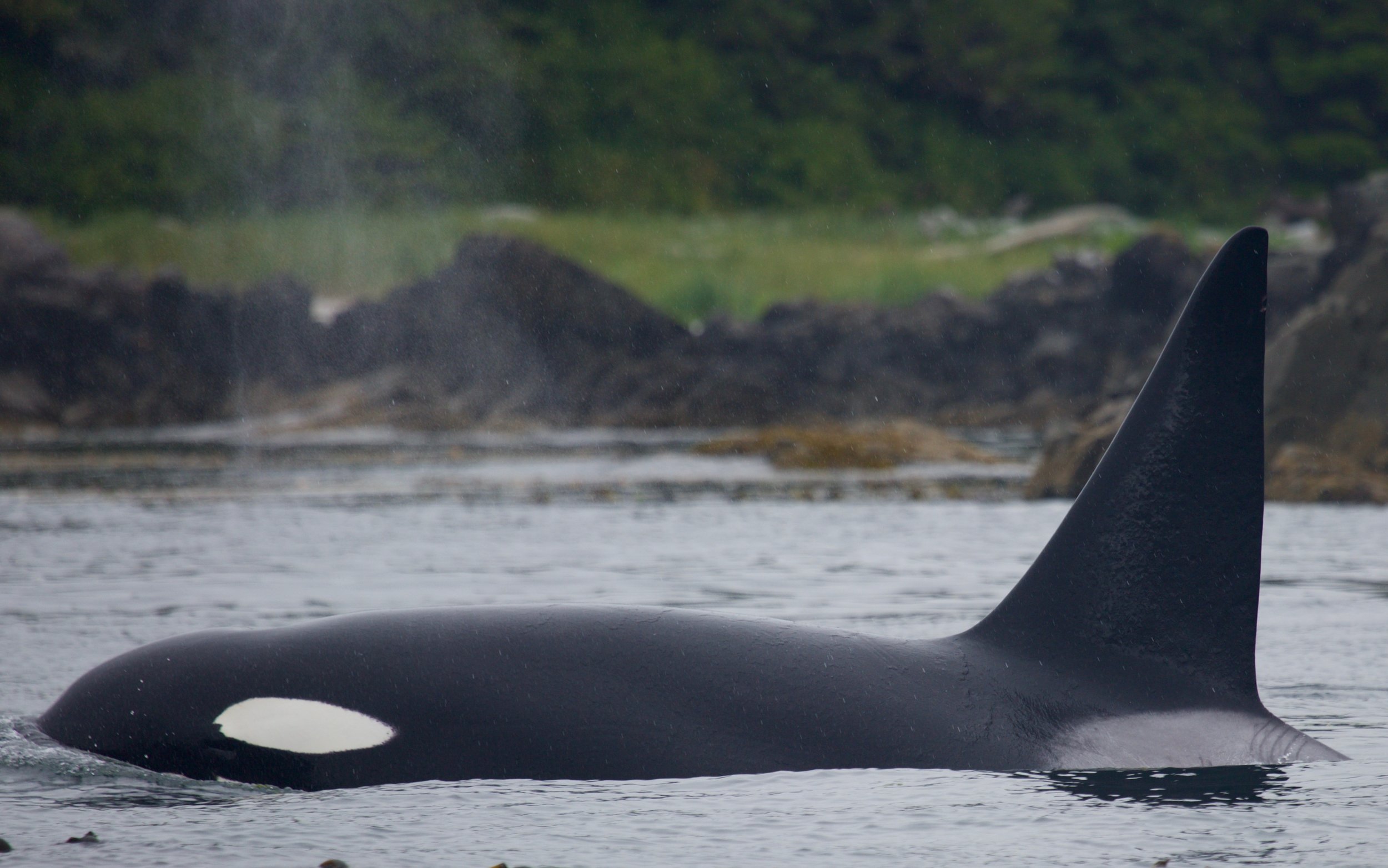 Bigg’s Killer Whale T010C, Tofino (photo: Jennifer Steven)