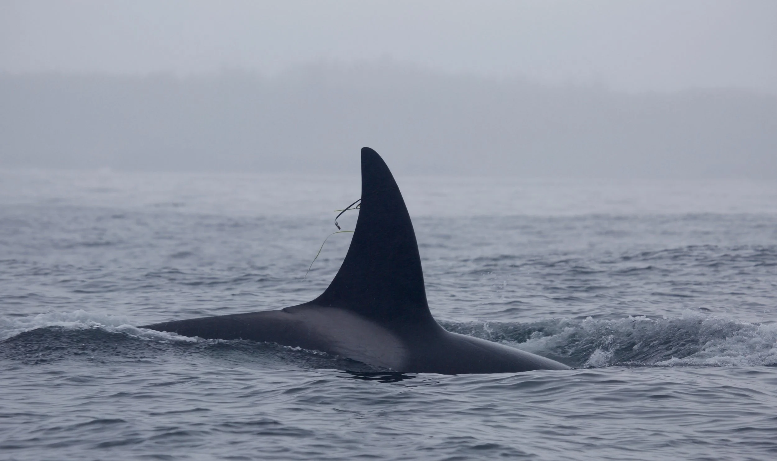 Bigg’s Killer Whale T007B3, Tofino (photo: Jennifer Steven)