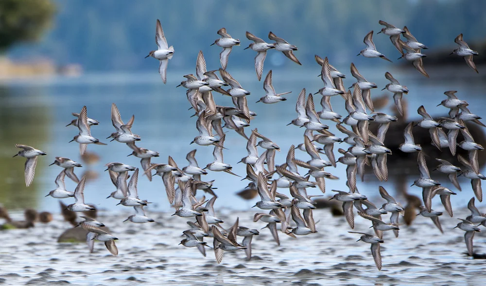 Bird Migration Tours: Ultimate Guide to Spectacular Wildlife Adventures