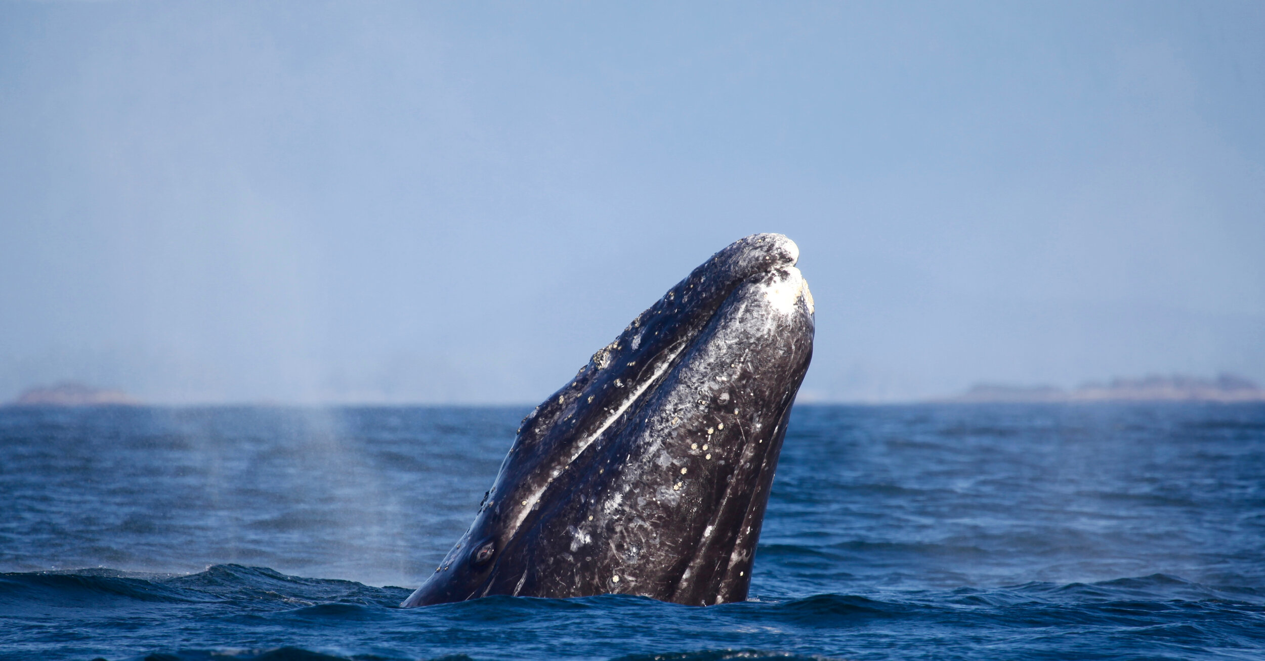 Tofino Whale Watching 