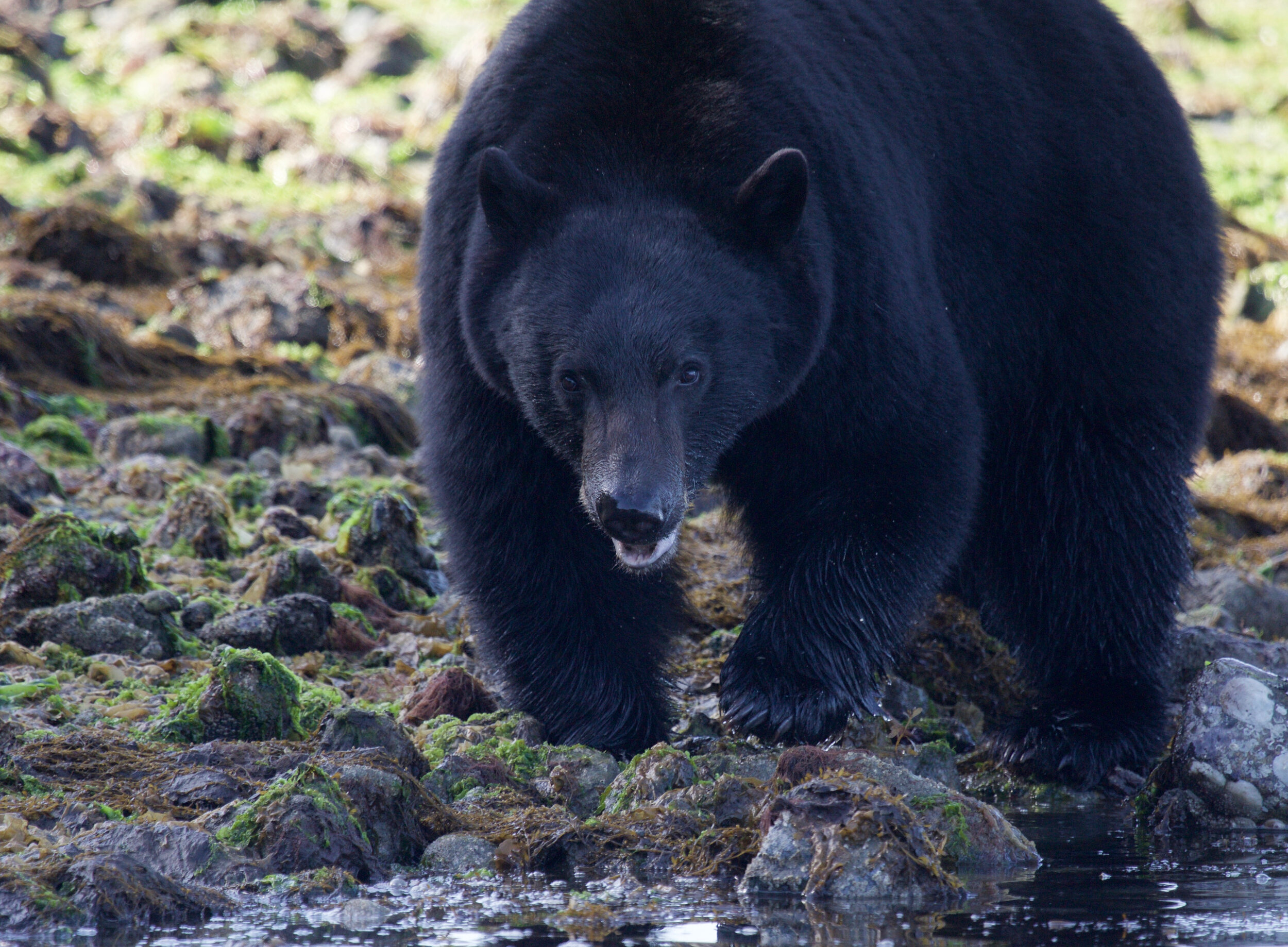 bear watching tour tofino