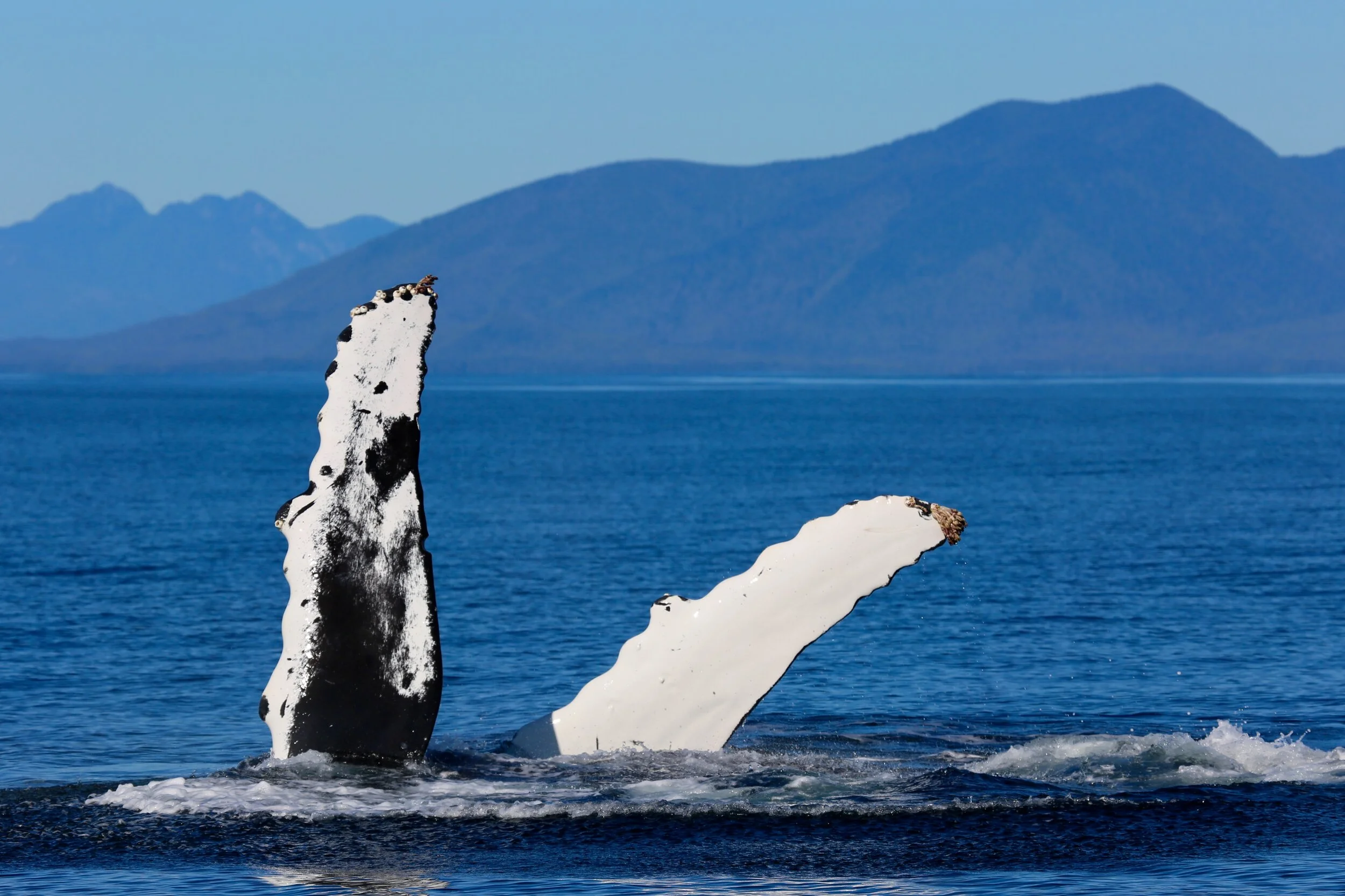 A whale breaches the water, with two large white and black spotted fins visible above the surface in a calm ocean, with mountains in the background.