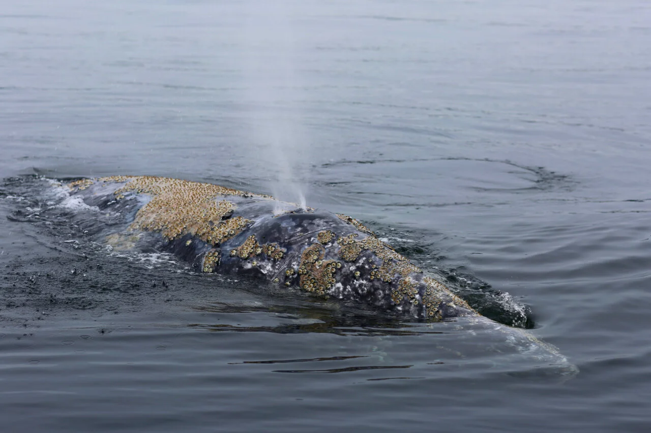 A grey whale surfacing on a Tofino Whale Watching Tour