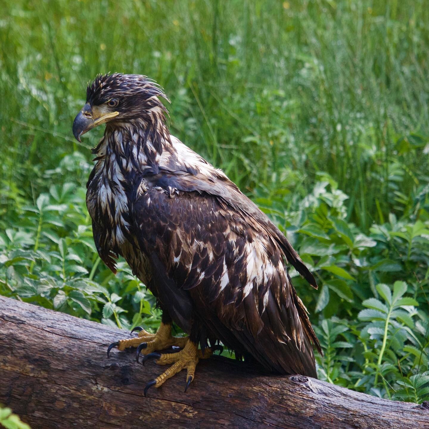 An Immature Bald Eagle drying off after an unexpected dip in the ocean near Tofino. 

Did you know that Bald Eagles have a wing span of 7ft and can weigh up to 15 pounds. They are one of the largest raptors in the world.

When diving they can reach s