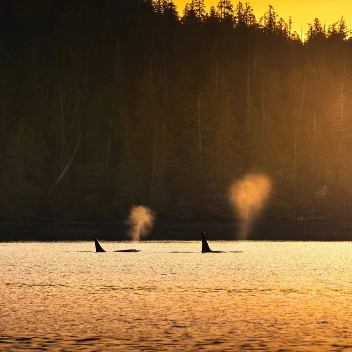 Golden hour killer whales! 

The summer evening whale watching tours will sometimes offer the perfect golden light for wildlife photos. 

Beautiful capture by Owen, who is training to guide and books tours in the office. 

📷: @ocroz_ 

#tofino