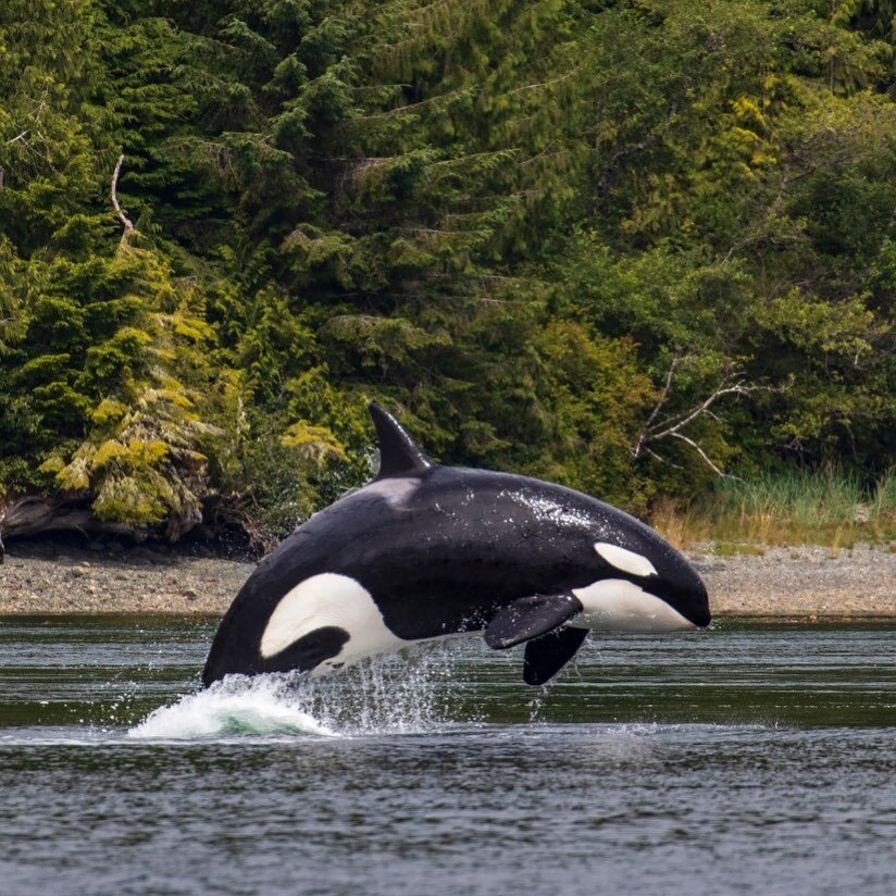 BEST. DAY. EVER. 

Any day we see Killer Whales is the best but breaching killer whales is always next level. All our tours today were able to see Bigg&rsquo;s Killer Whales! Another visit in Clayoquot Sound from the T109A&rsquo;s. 

This capture of 