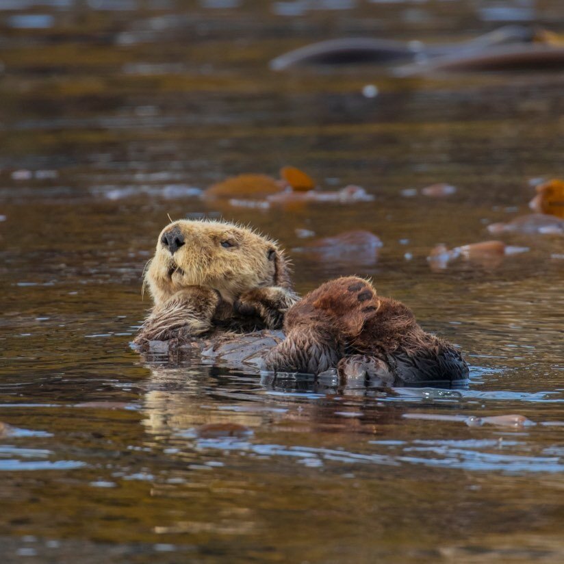 Did you know that we see Sea Otters on our Whale Watching Tours? 

Though se otters are one of the smallest marine mammals, they are the largest member of the weasel family and have the densest fur of any animal on Earth - with an estimated 100,000 h