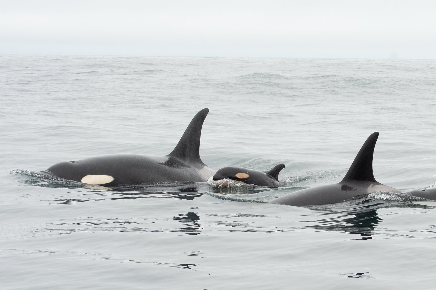 Whale Watching Tour in Tofino.jpg