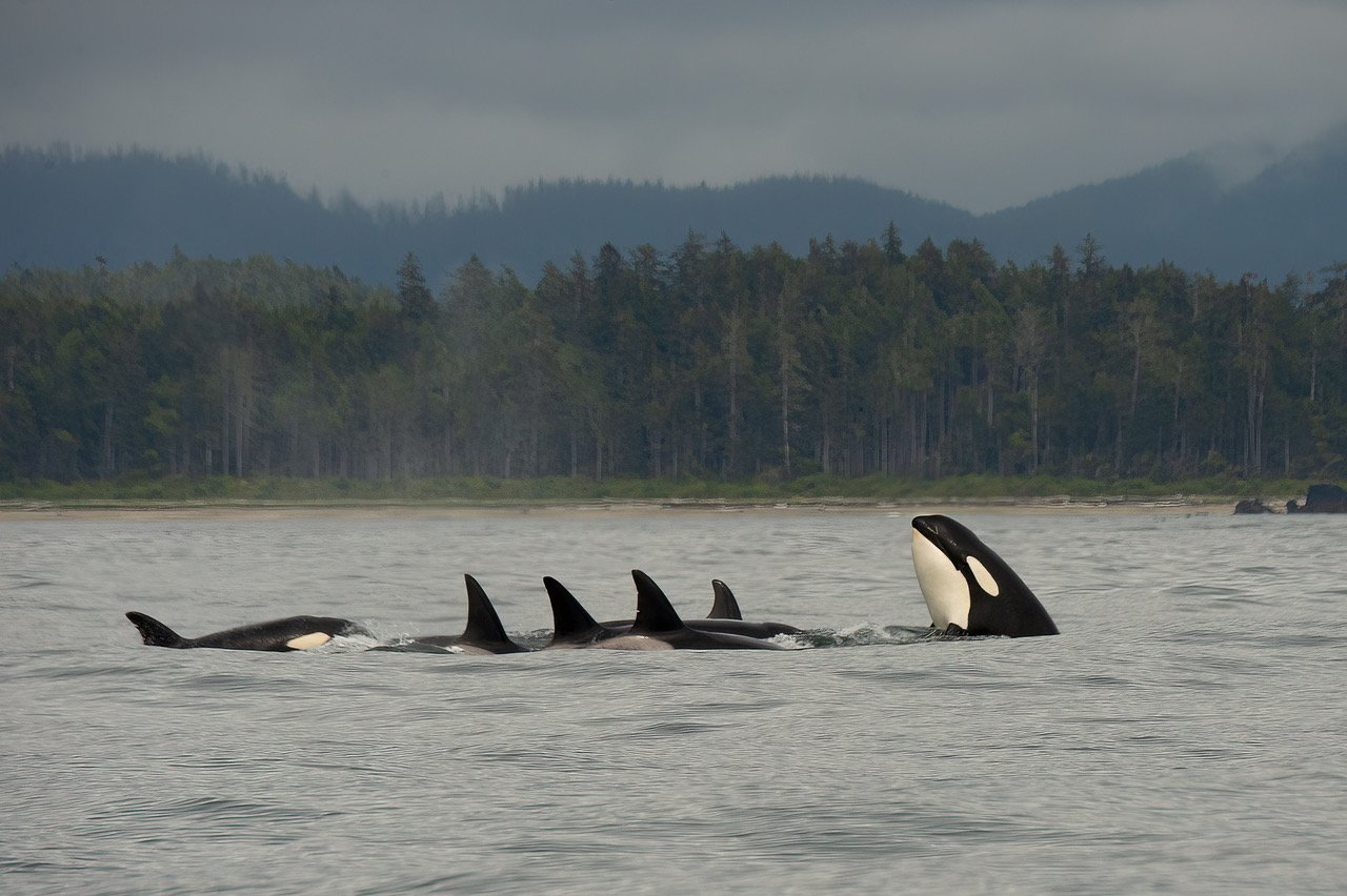 Whale Watching Tofino.jpg