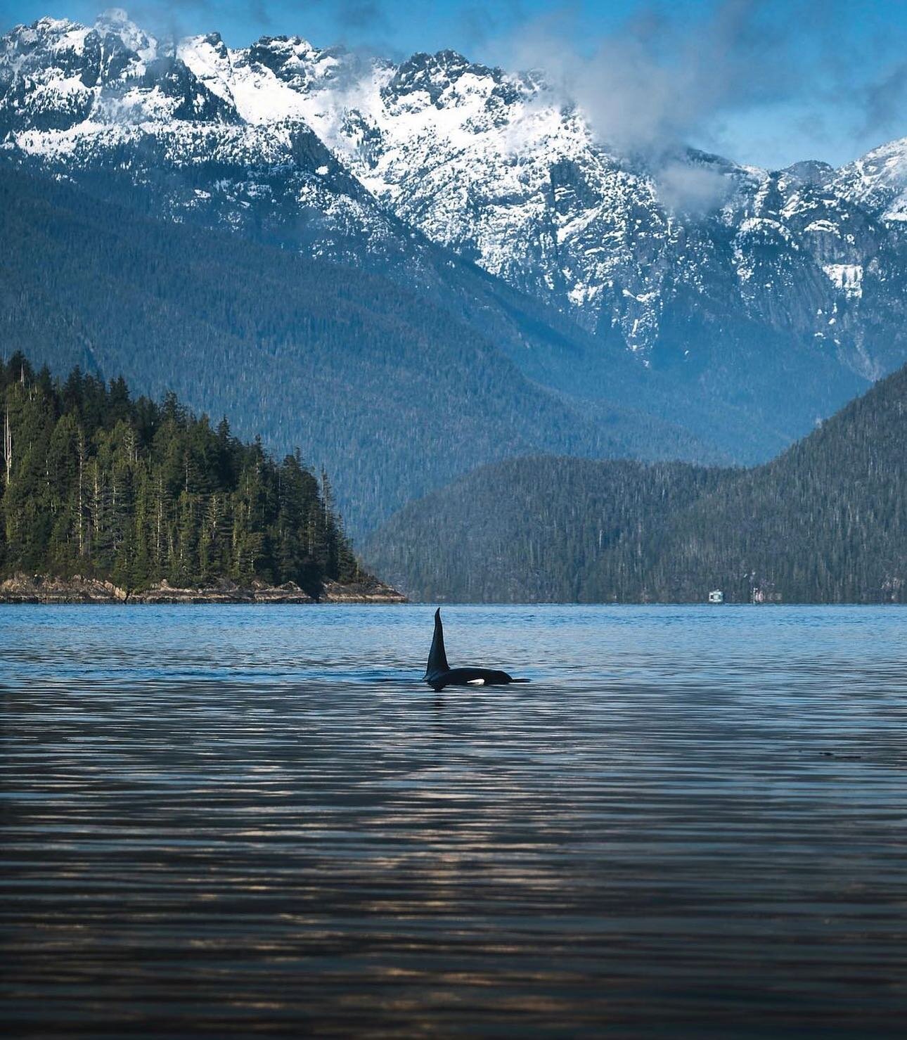 Yesterday was a great day! We had sunshine and killer whales on our afternoon Whale Watching Tour! 

T068 and T068A, Transient Killer Whales famous for the first ever record of infanticide amongst killer whales in 2018 were in Clayoquot Sound. This m