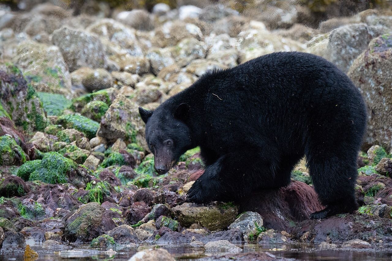 Bear Watching Tours cruise into the calm and tranquil inlets of Clayoquot Sound in search of Black Bears and other wildlife. 

From spring to autumn Tofino Black Bears can be seen emerging from rainforest to forage at low tide for crabs and fish. 

B