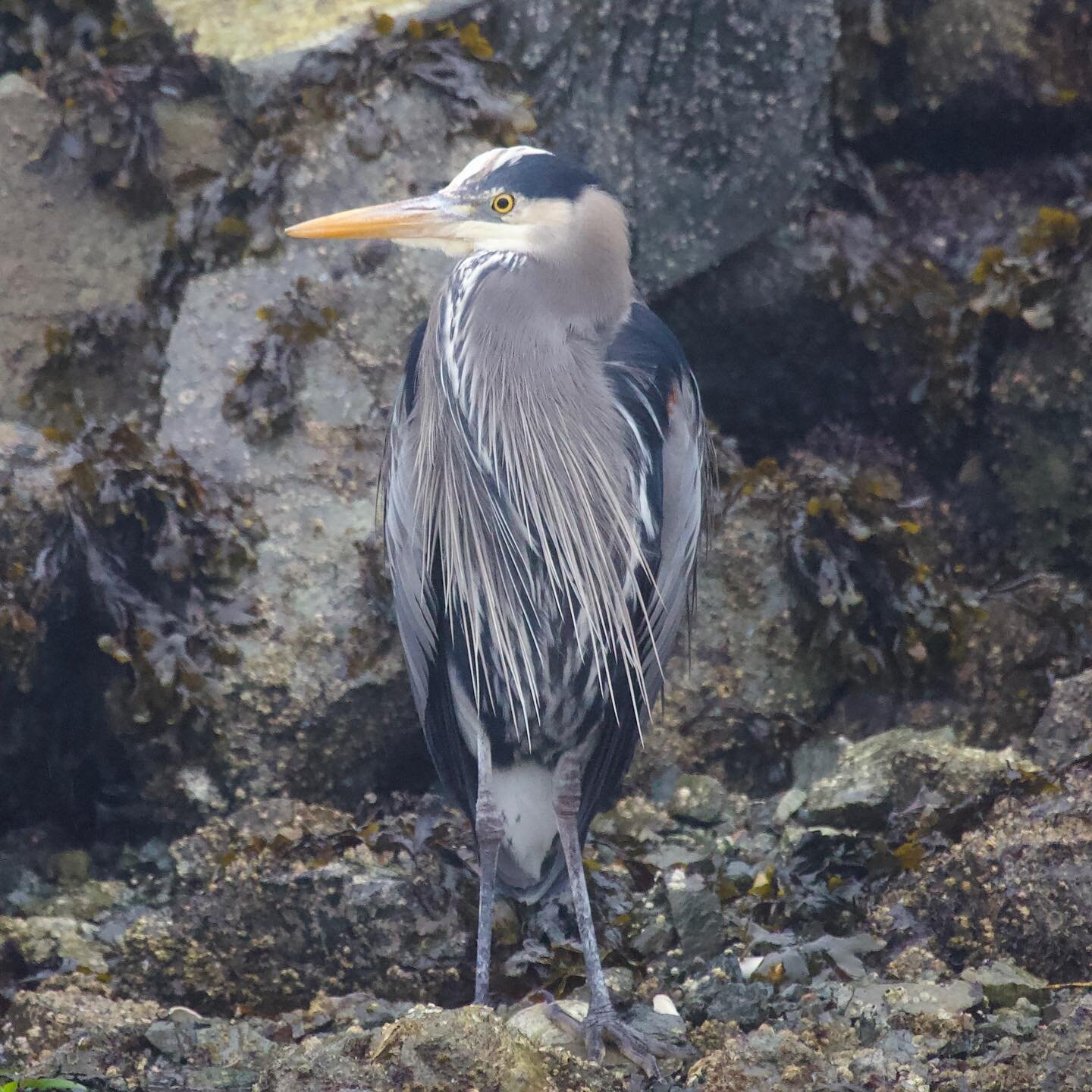 The Great Blue Heron. Did you know they stand 135 centimetres high, the biggest Great Blue Herons are taller than many grade 3 students. However, they weigh only 2 to 3 kilograms, about the same size as a small baby. 

We are adding Tofino Bird Watch