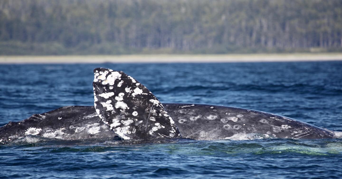 We are OPEN for Whale Watching Tours! The Grey Whale Migration is on. These majestic cetaceans are making their 10,000 + mile roundtrip migration up the coast of Vancouver Island. Twenty thousand swim past Tofino on their way to their summer feeding 