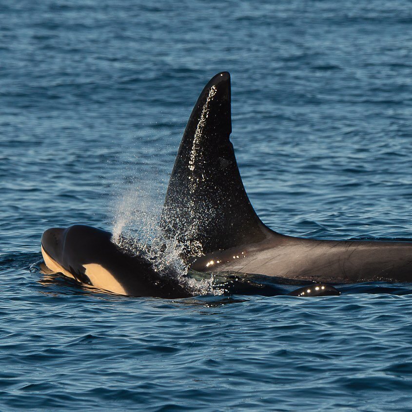 The T046B&rsquo;s were sighted off Tofino on Saturday with a brand new calf! We do not see this gang of Transient Killer Whales too often in Clayoquot Sound. 

In this photo the calf is with T046B2. 

Photo: @jftofino 

*Photo taken under a research 