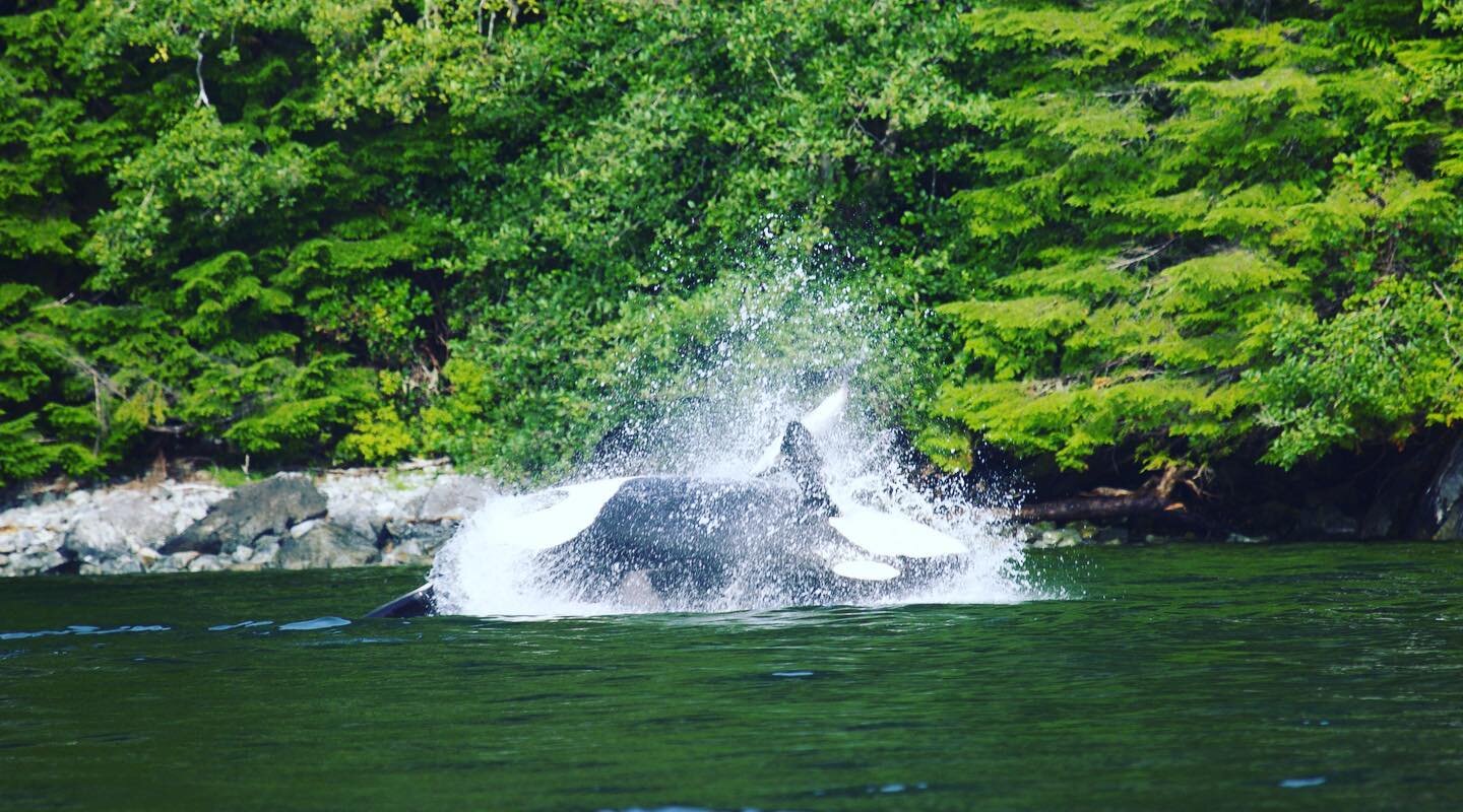 You never know what you will see on a Whale Watching Tour! 

Grey Whales, Humpback Whales, Fin Whales or Killer Whales.

Our summer whale watching tours departure times:

Open Boston Whaler:
9:30 am / 12:30 pm / 3:30 pm

Cabin Cruiser Boat:
10:00 am 