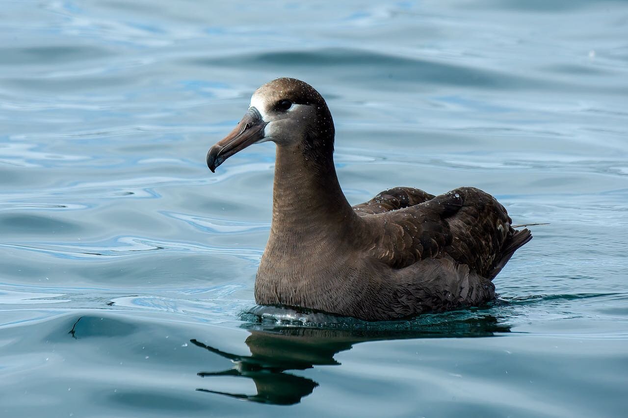 The Black-Footed Albatross is a surface feeder. It forages by surface-seizing, contact dipping and scavenging. Its primary prey species include squid, fish and other invertebrates. 

Outside the breeding season, the black-footed albatross is an open 