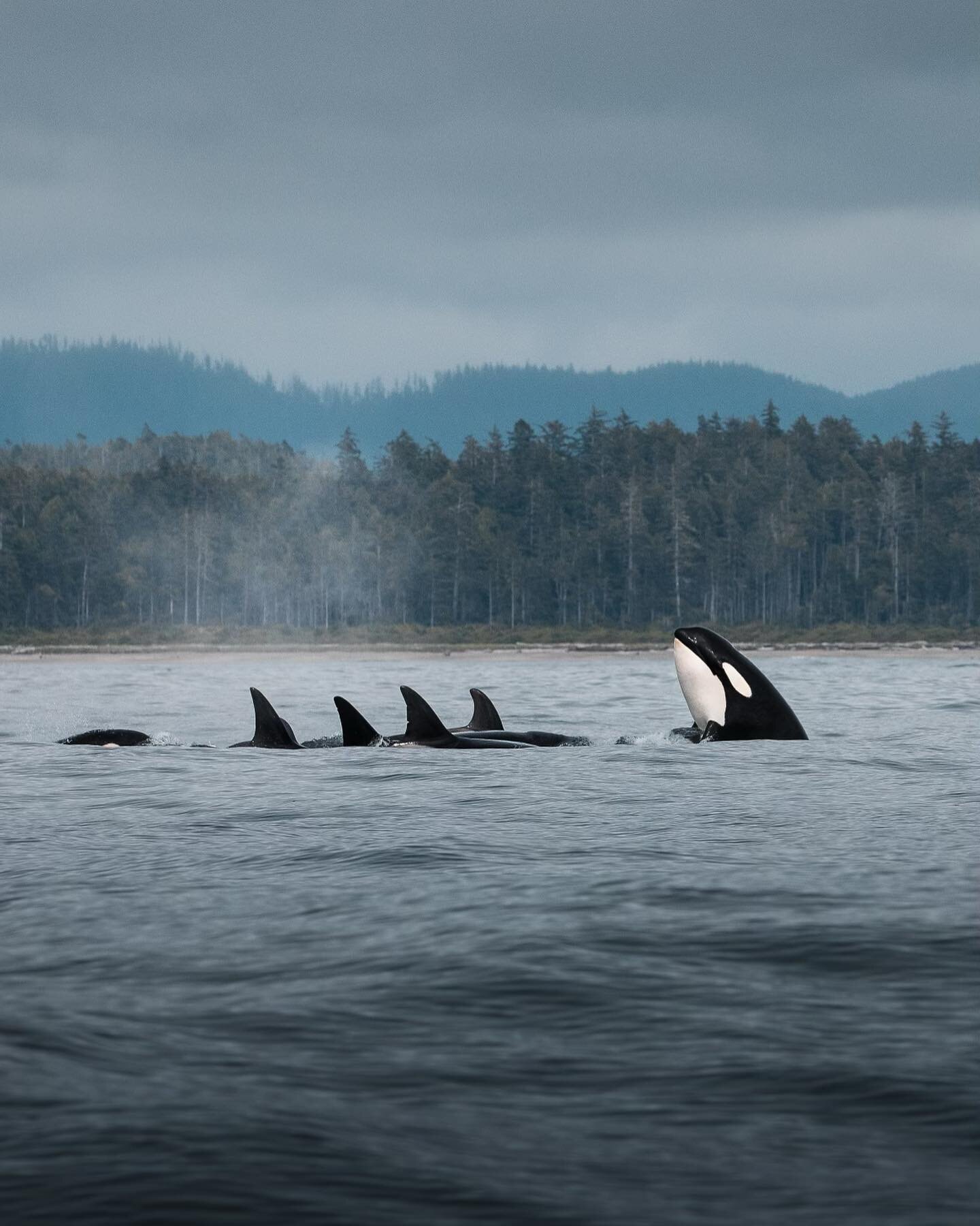 A visit from the T041&rsquo;s and T109C&rsquo;s on yesterday&rsquo;s afternoon whale watching tours. 

These Bigg&rsquo;s Killer Whales are frequent visitors to Clayoquot Sound. 

You never know what types of wildlife you will see on our tours! And o