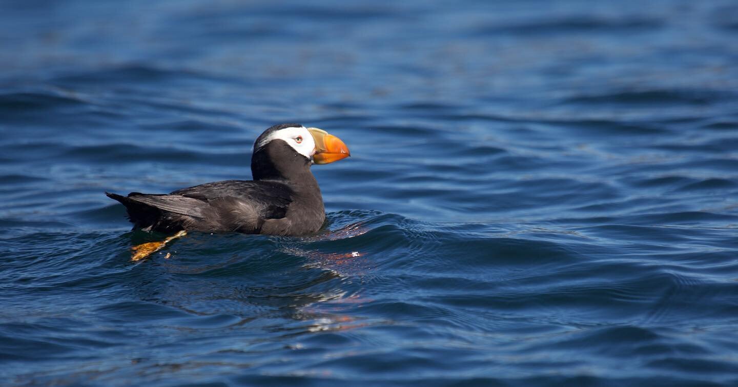 Did you know Cleland Island near Tofino has one of the largest Tufted Puffins colonies from May - September, south of Triangle Island. 

We offer Bird Watching Tours from May - September. 

@jennifersteven 

#tofino
#birdwatching 
#tuftedpuffin