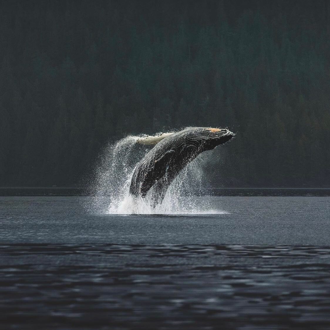 Airborne Humpback

This Humpback Whale has been the highlight of our Whale Watching Tours this week. 🐋

Photo by the talented @ocroz_ 

#tofino 
#whalewatching 
#humpbackwhale