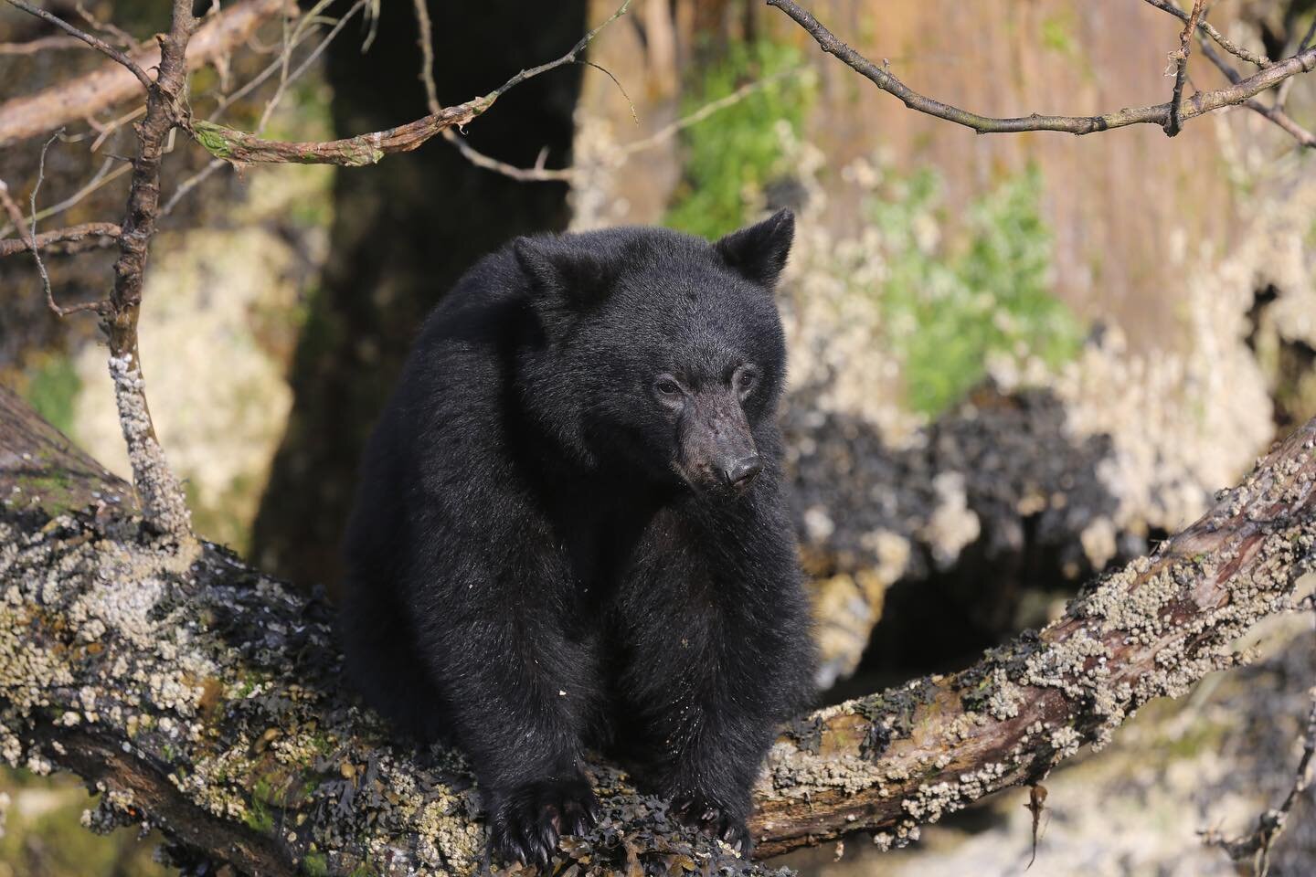 The Bear Watching Tour is a unique and unforgettable experience that provides visitors with an opportunity to observe black bears in their natural habitat and lean about their behaviour and ecology. Watch the Vancouver Island black bears forage for b