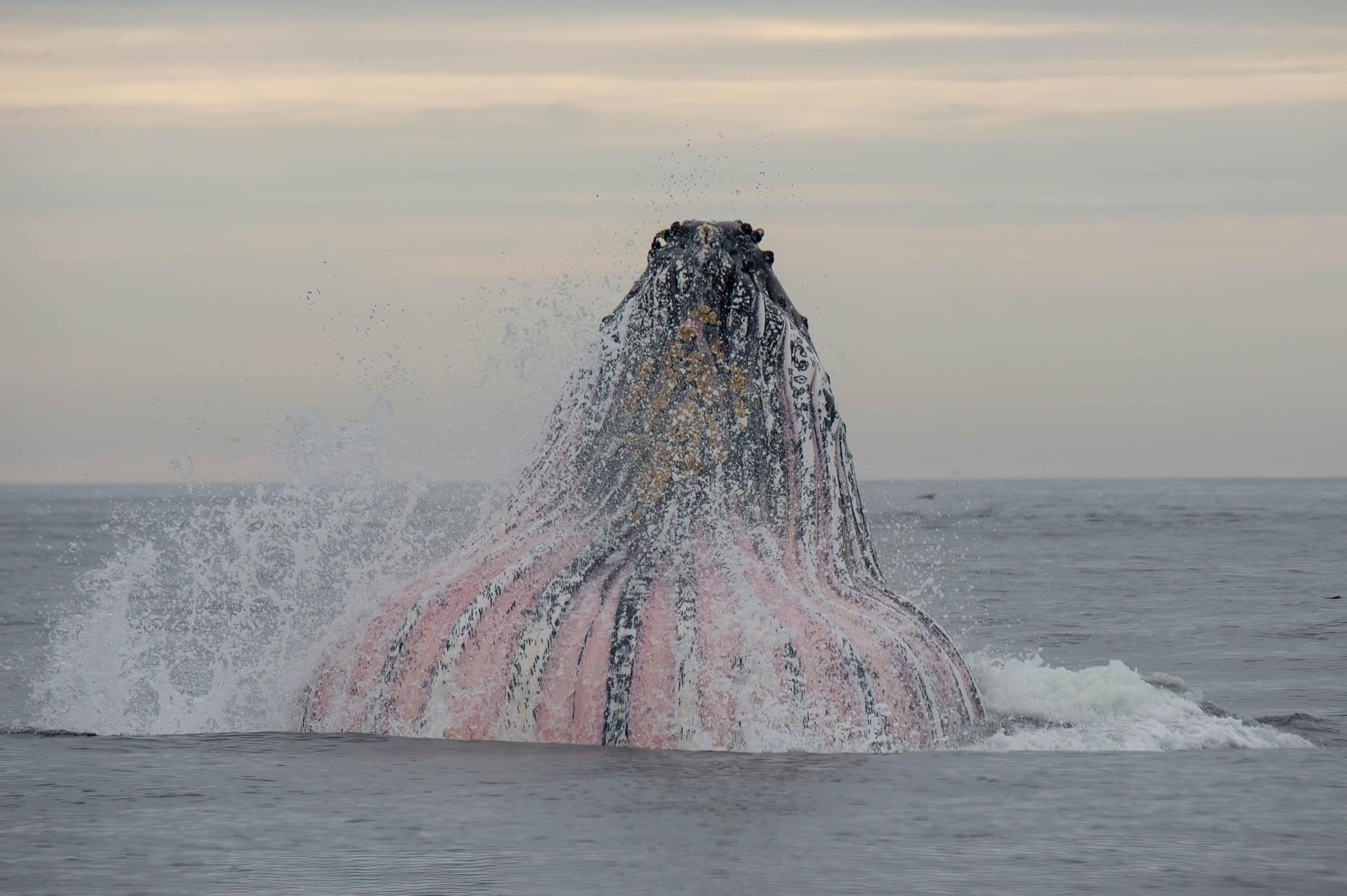 Tofino Whale Watching.JPG