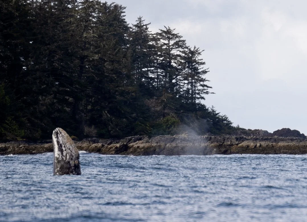 Grey whale spy hopping on a whale watching tour in Tofino
