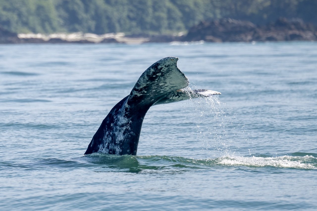 Whale Watching Tour Tofino.jpg