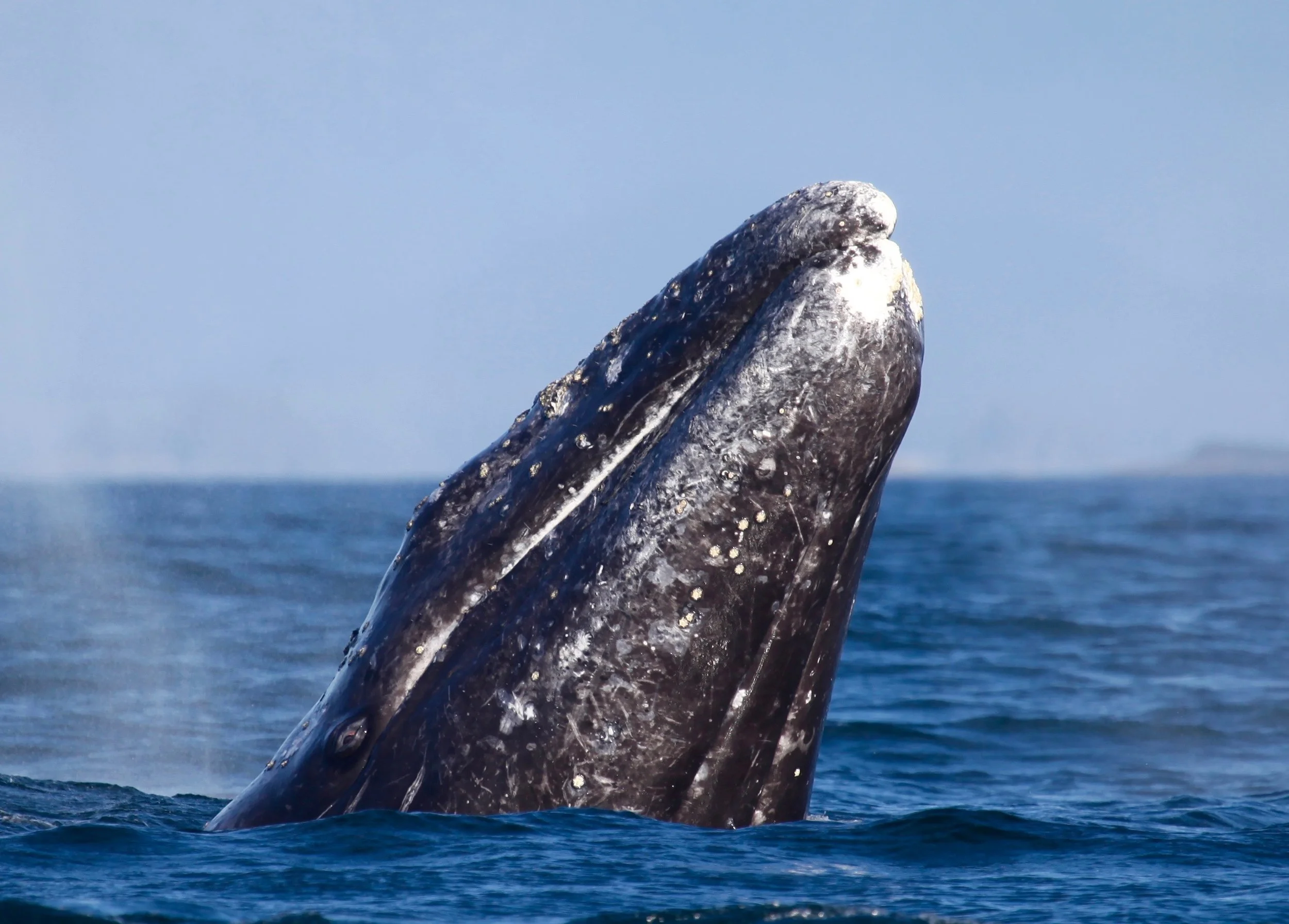 whale watching tour tofino.JPG