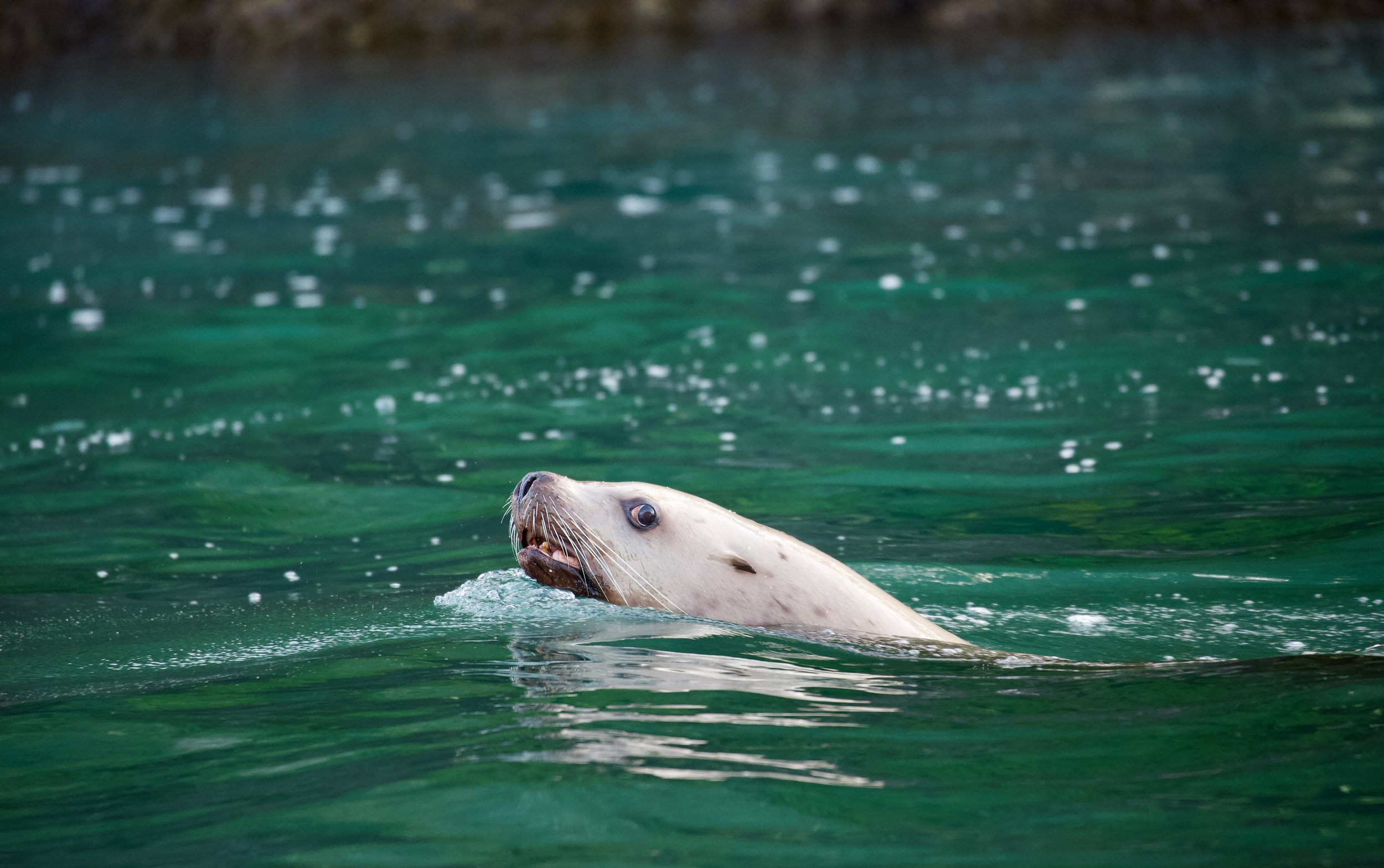 Sea Lion Tofino Tour.jpeg