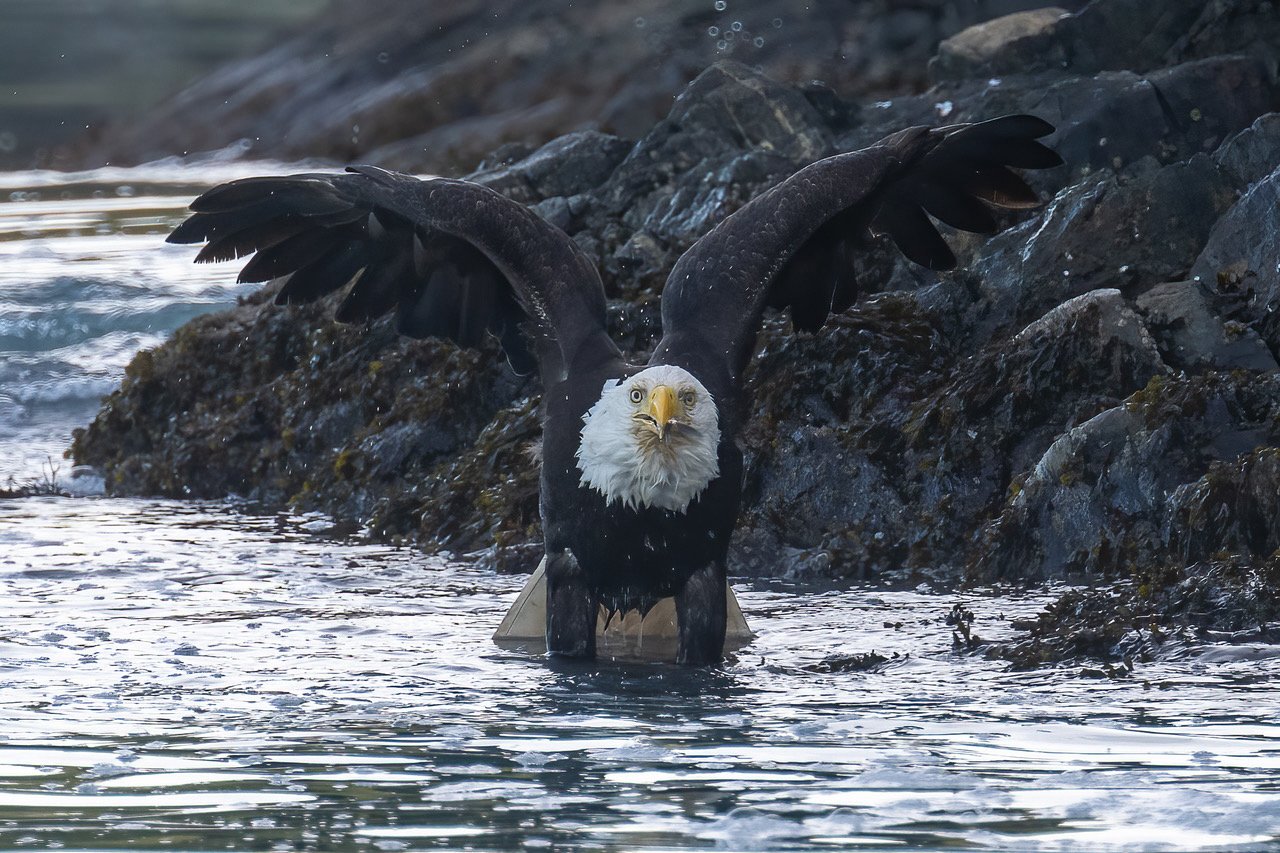 Tofino Bird Tour.jpeg