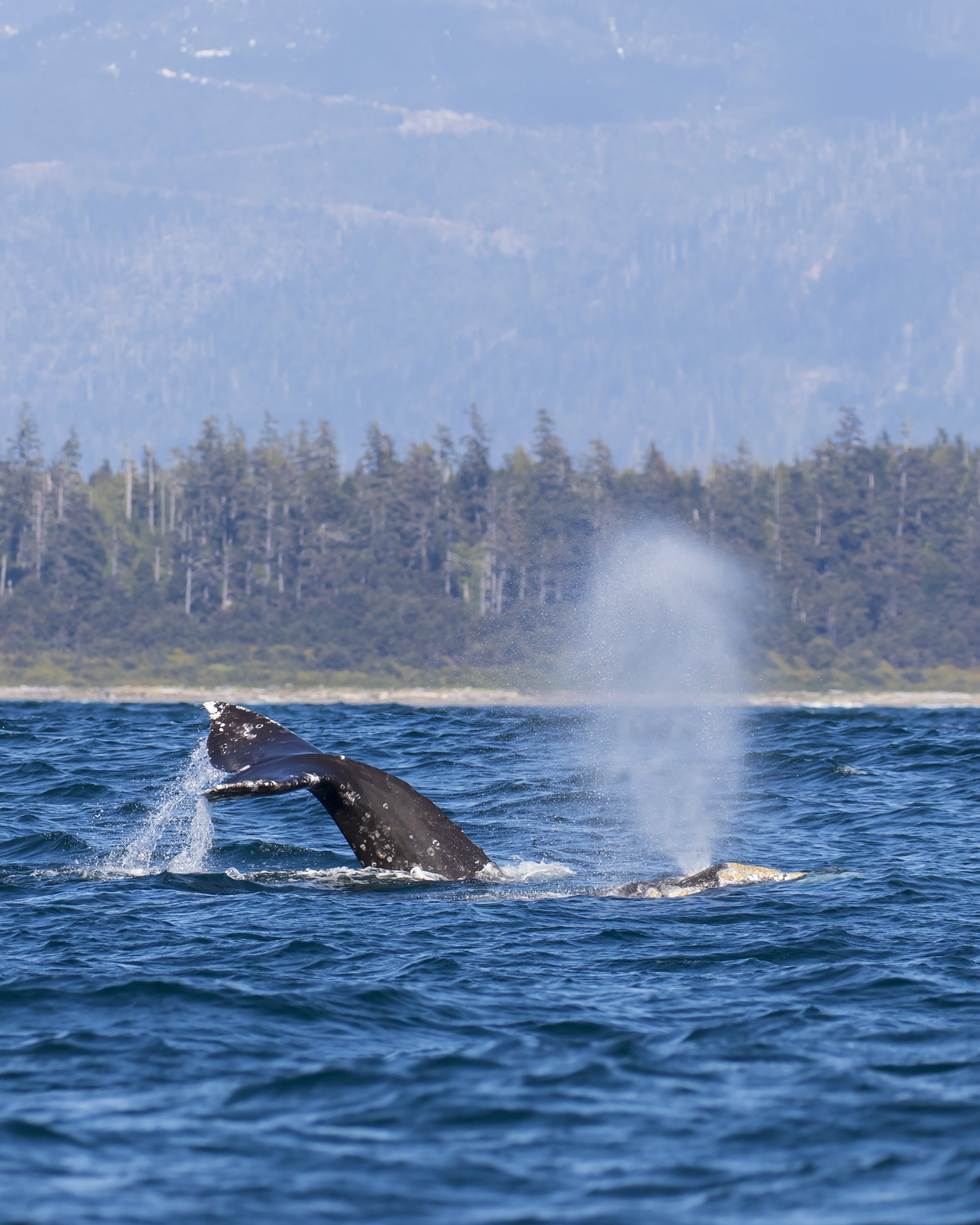 RECAP OF MARCH WHALES IN CLAYOQUOT SOUND