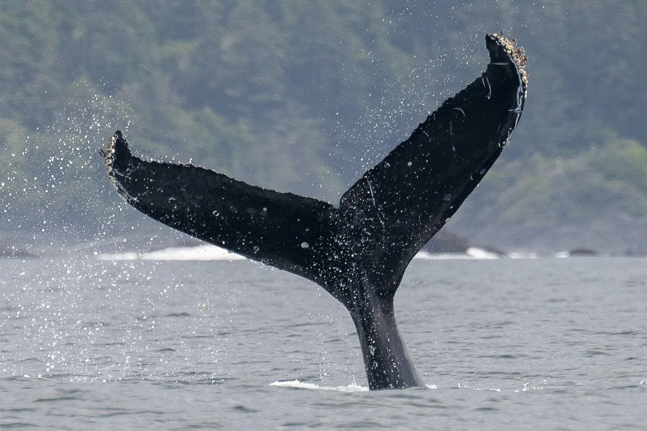 Tofino Whale Watching Humpback .jpg