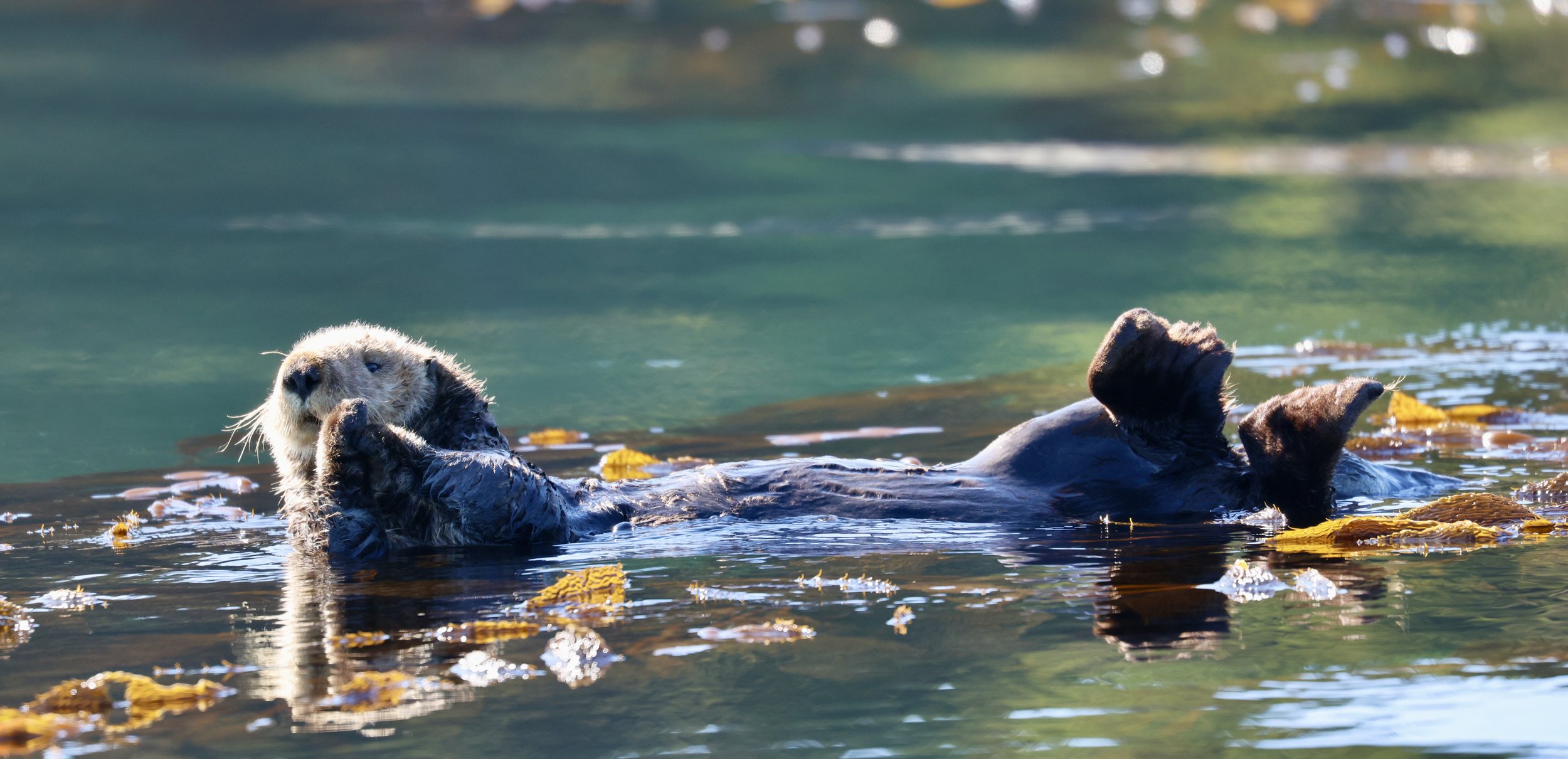 Sea Otter Tofino Tour.JPEG