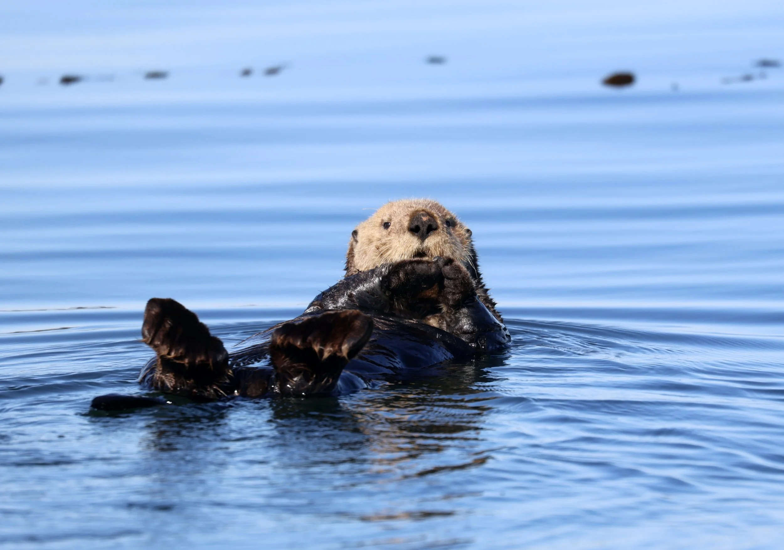 Sea Otter Tour Tofino.JPEG