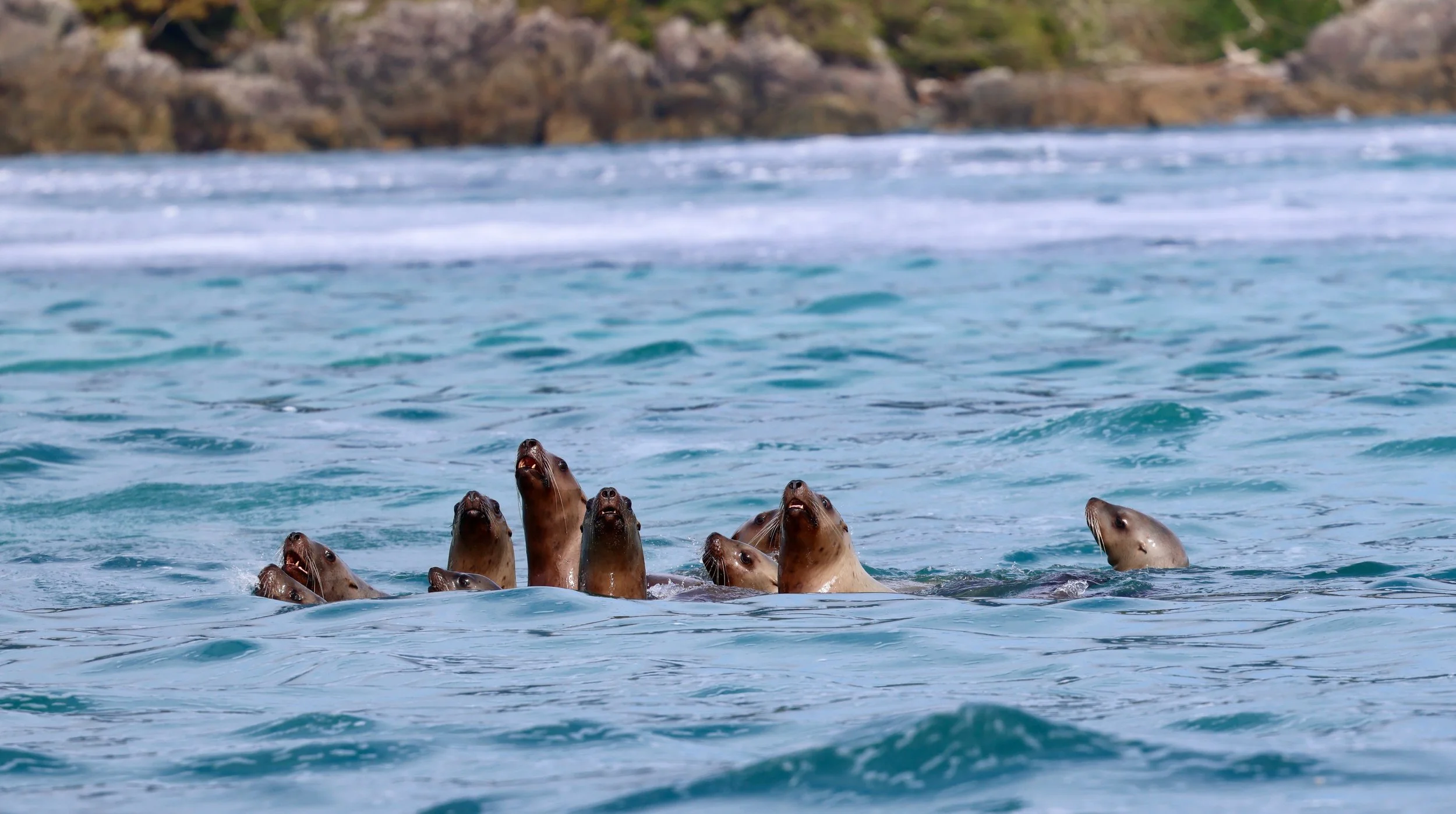 Tofino Sea Lion Whale Watching Tour.jpeg