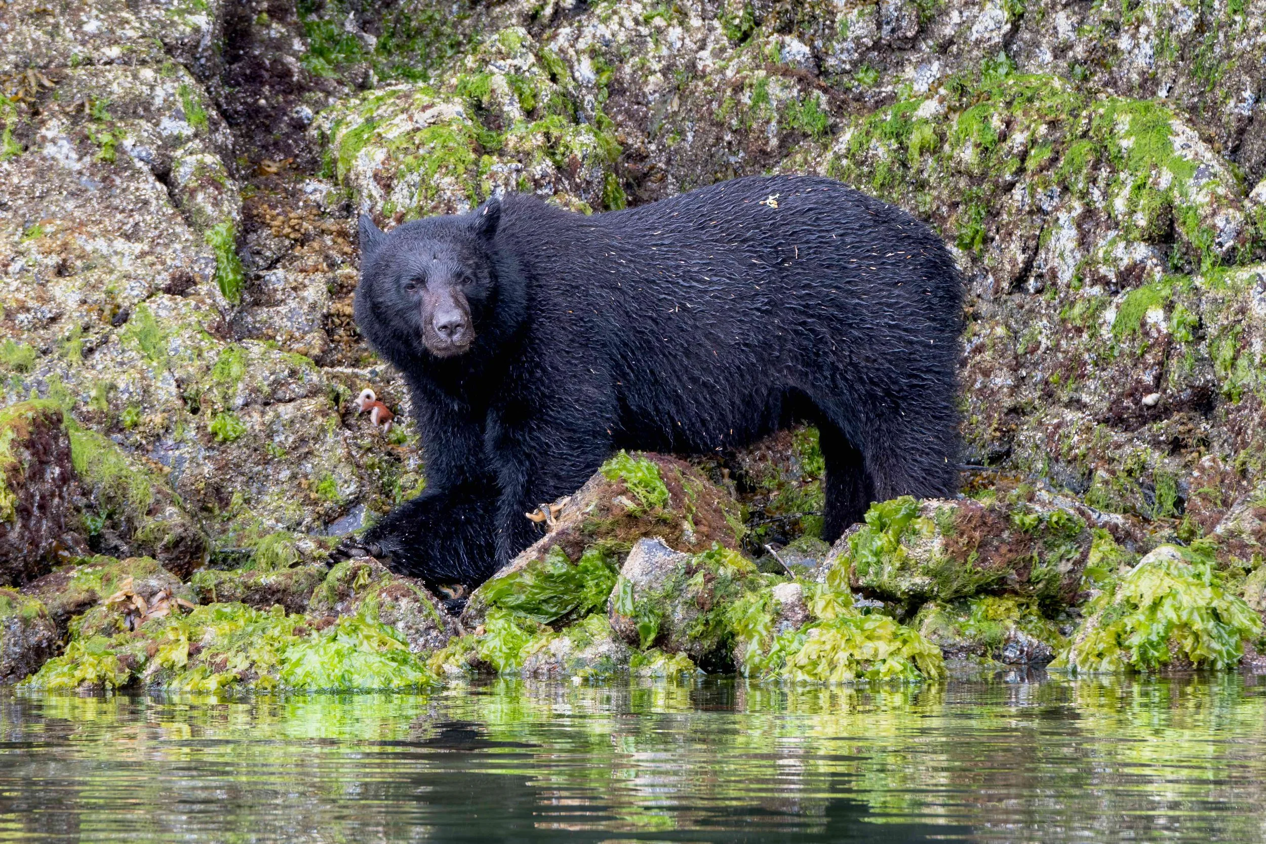 A black bear standing on rocks by water, surrounded by green moss and foliage.