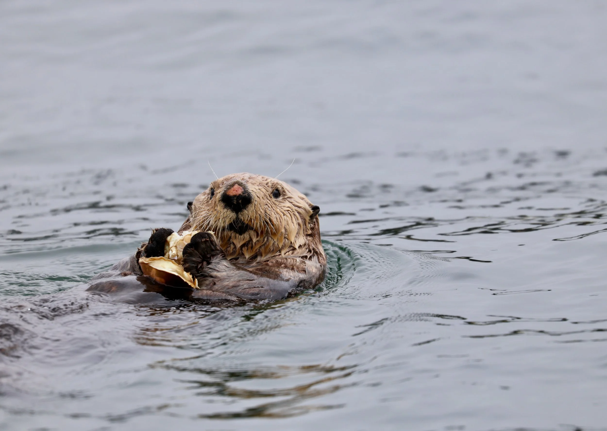 A sea otter floating on water holding a shell.