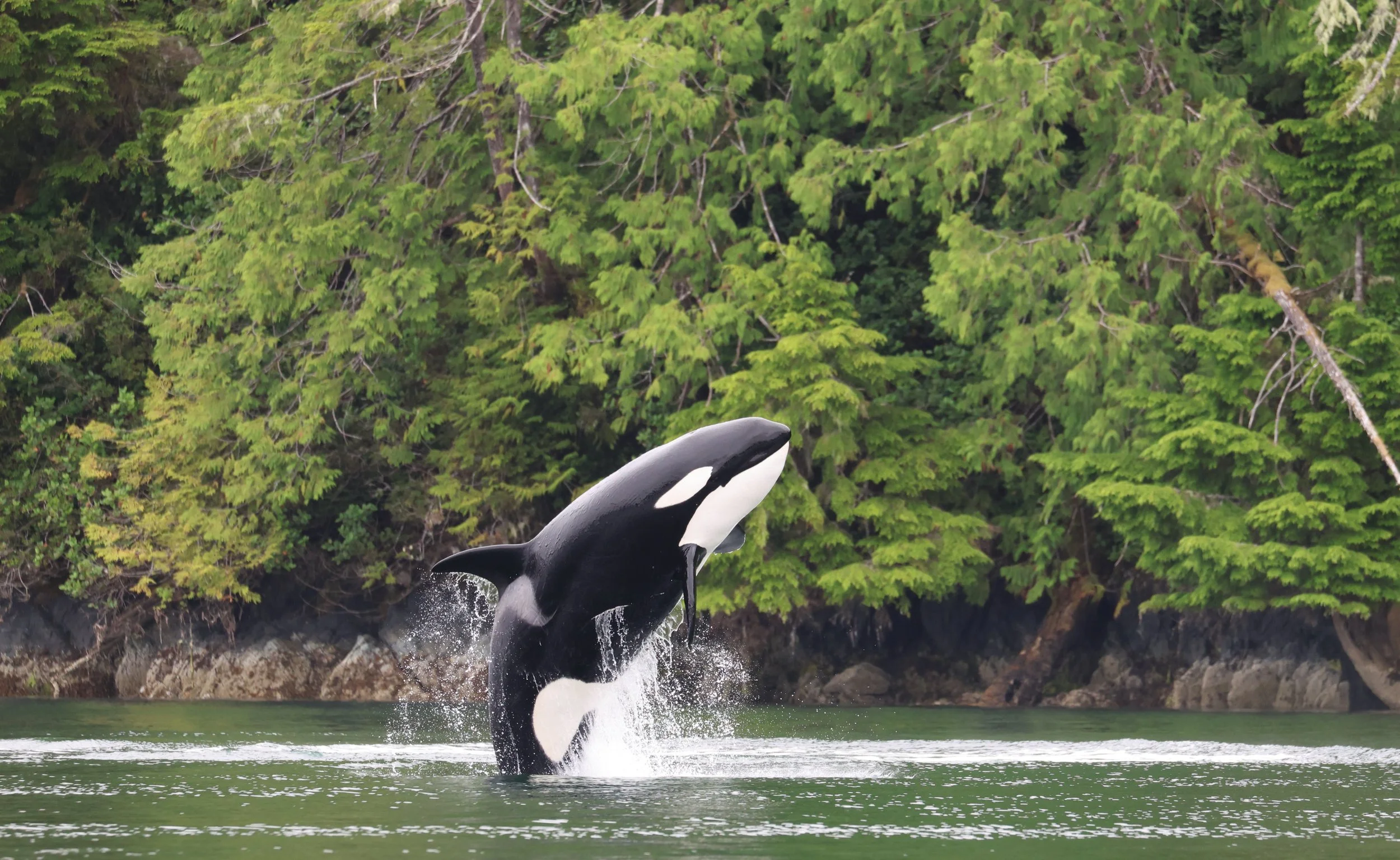 Whale Watching Tofino Killer Whale.jpeg