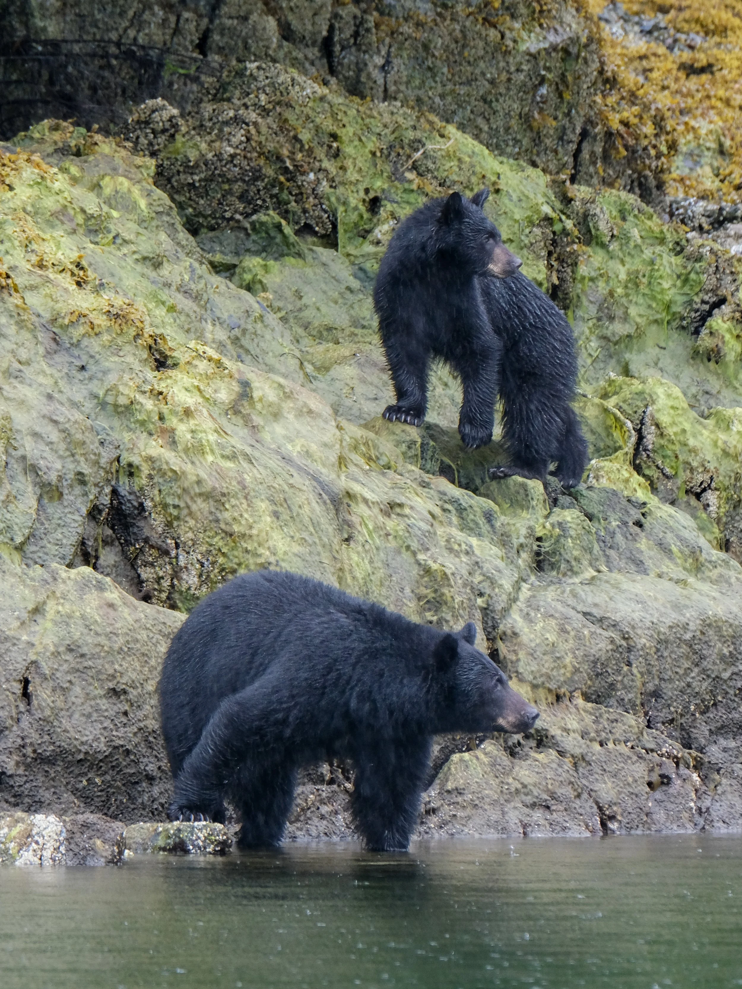 Bear Tour Tofino Cubs.jpg