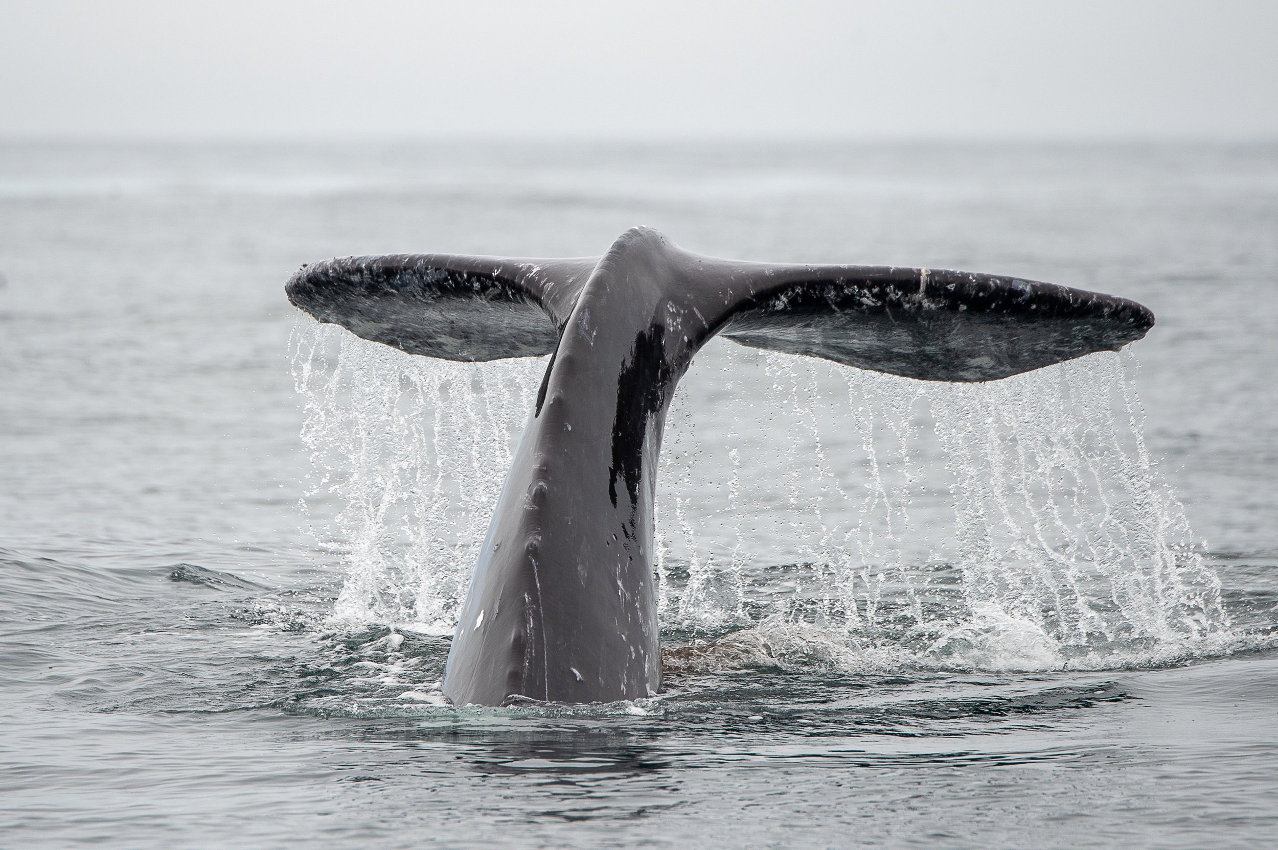 Tofino Whale Watching Tour  .jpg