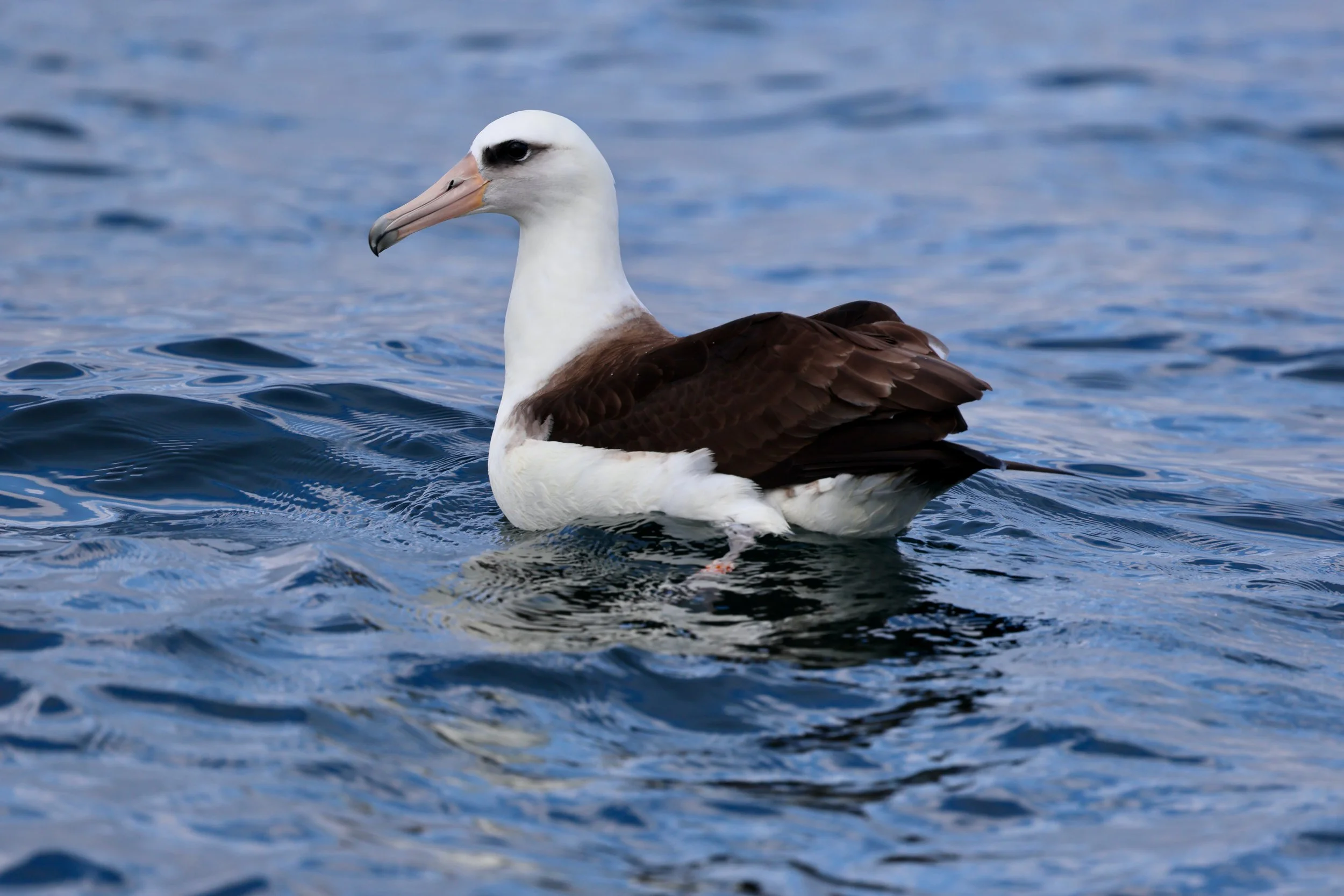 Pelagic Bird Tour in Tofino