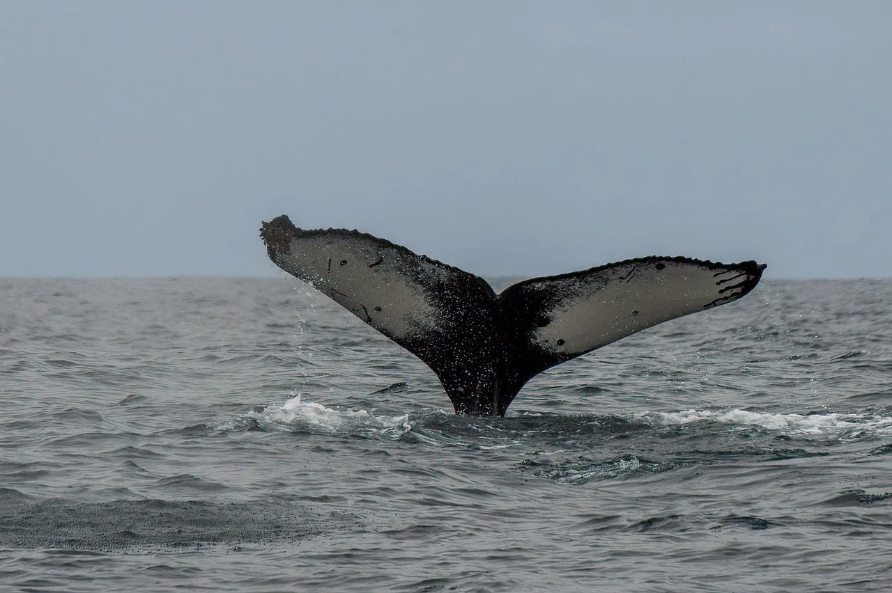Whale Watching Tour Tofino Whale Tail.jpeg