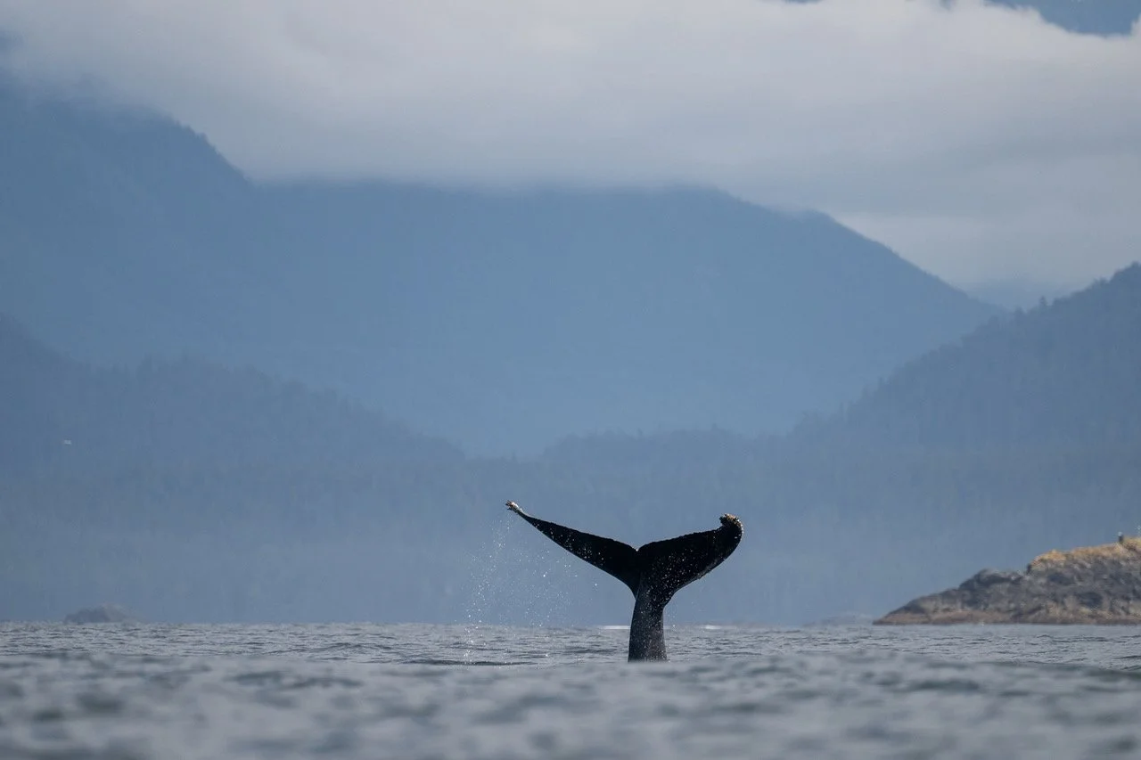 Best Time to See Whales in Tofino: A Month-by-Month Guide