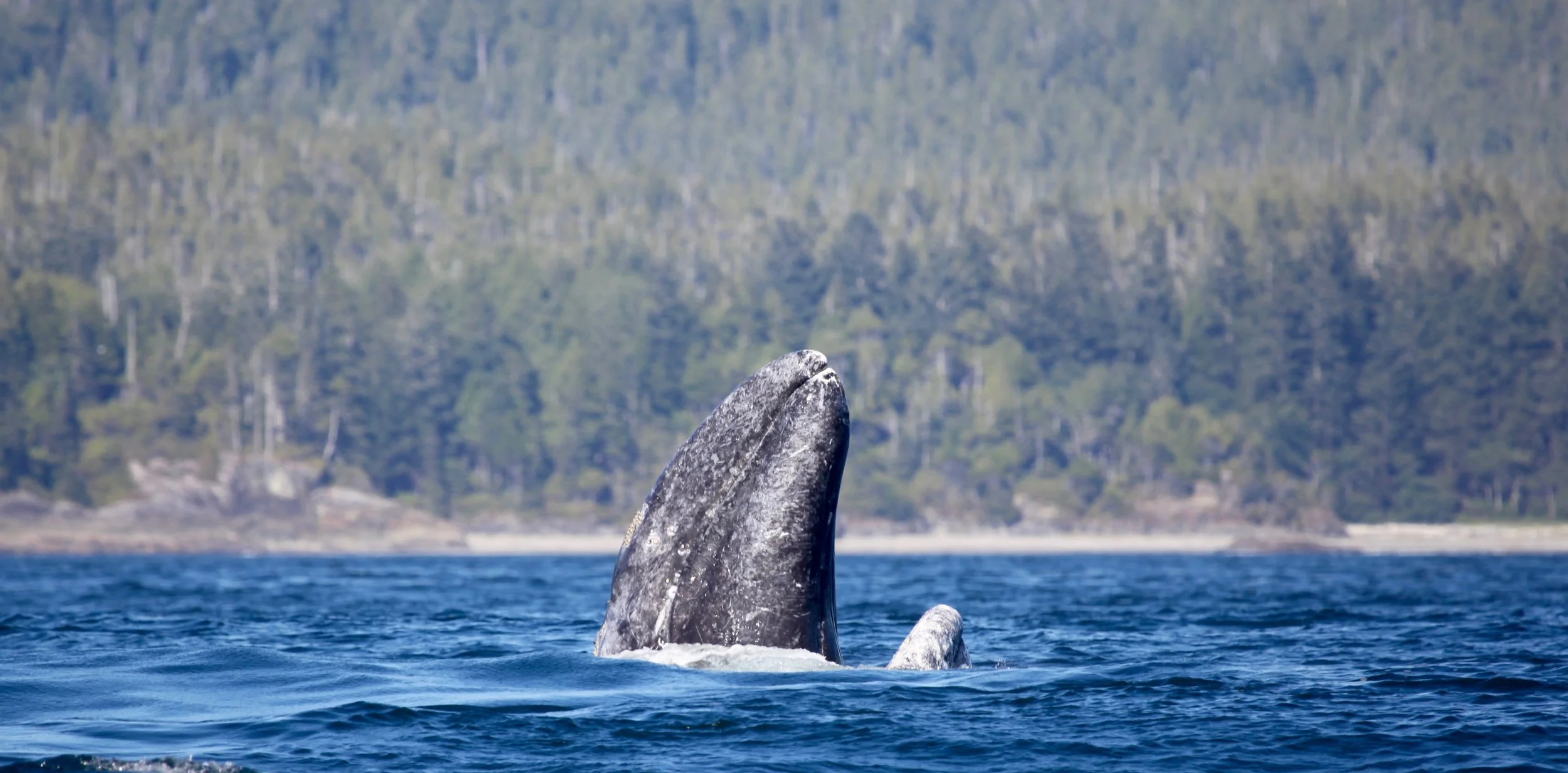 A whale's head and part of its body surfacing in the ocean with a forested shoreline in the background.