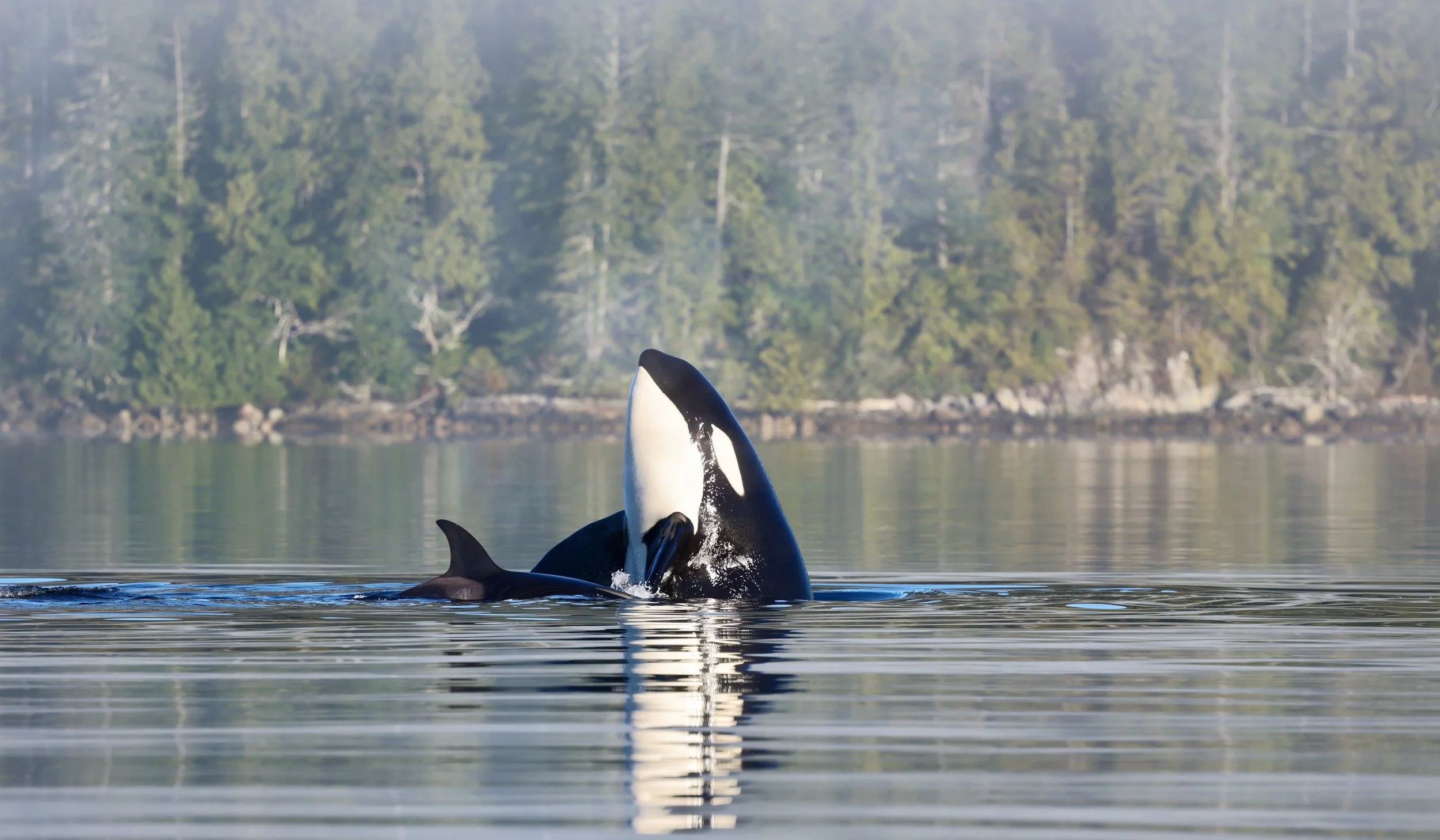 Orca Tour Tofino.jpeg
