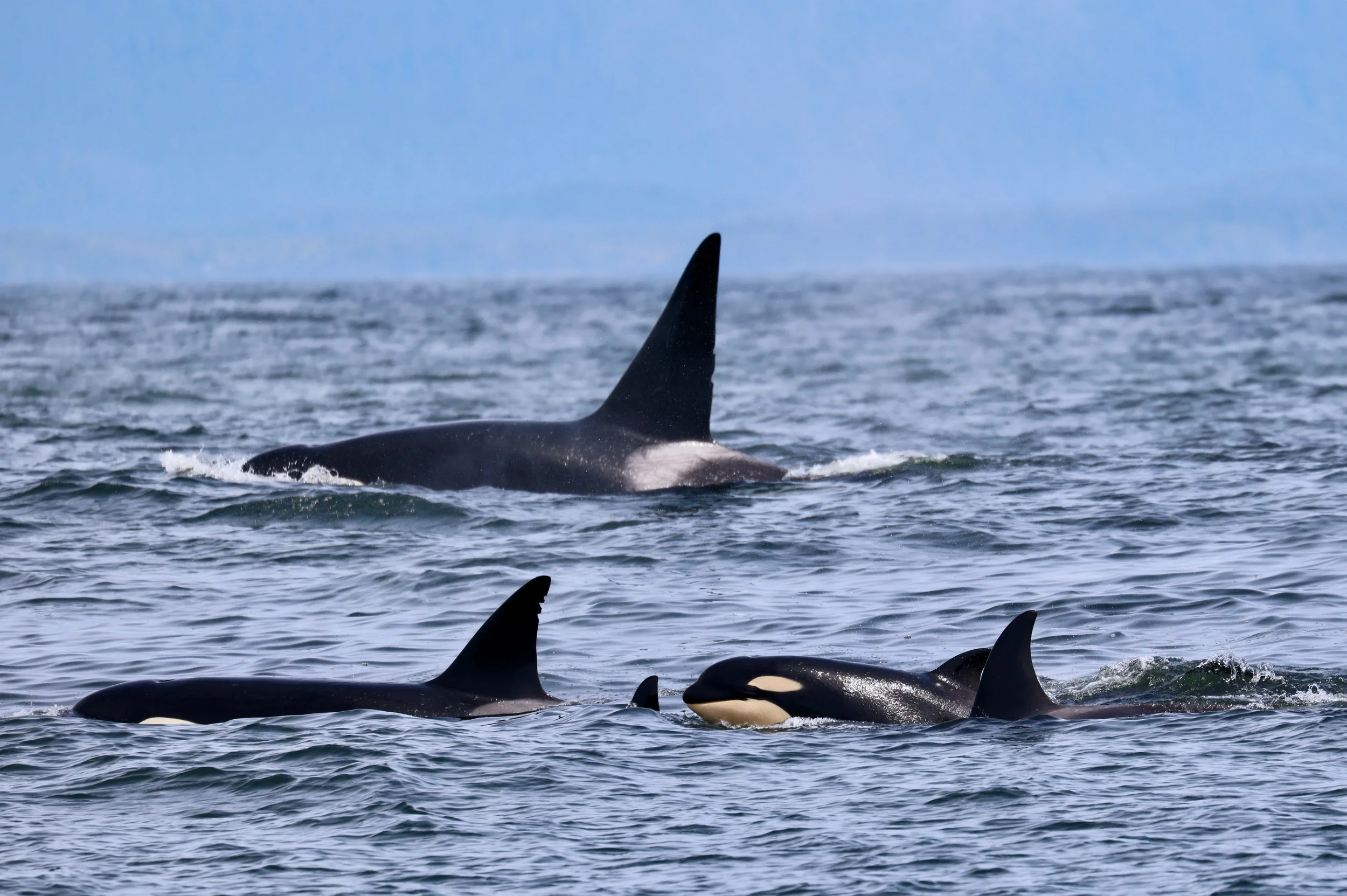 Best whale watching tours in Tofino