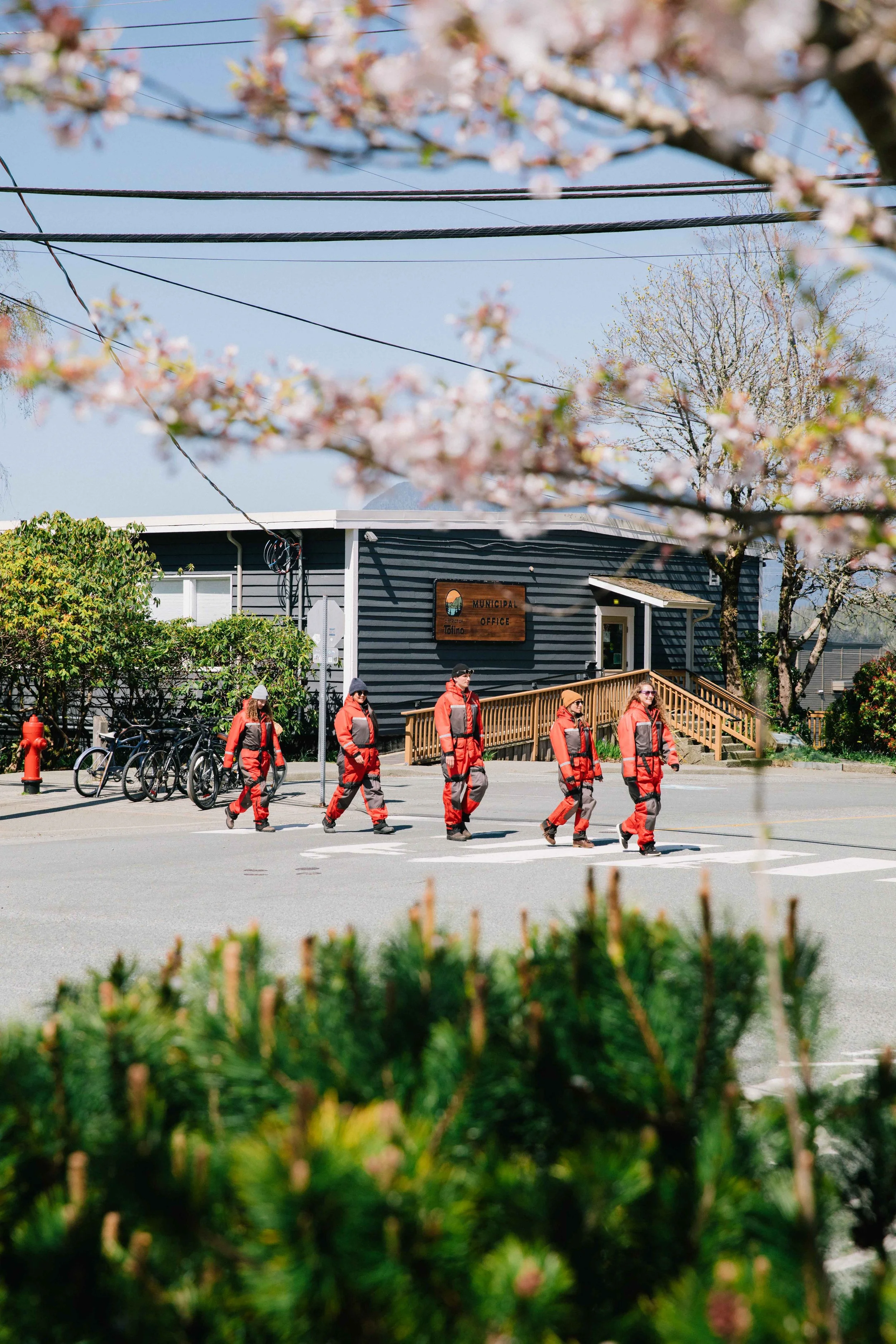People dressed in red winter clothing crossing the street in front of a municipal office building with pink flowering trees in the foreground.